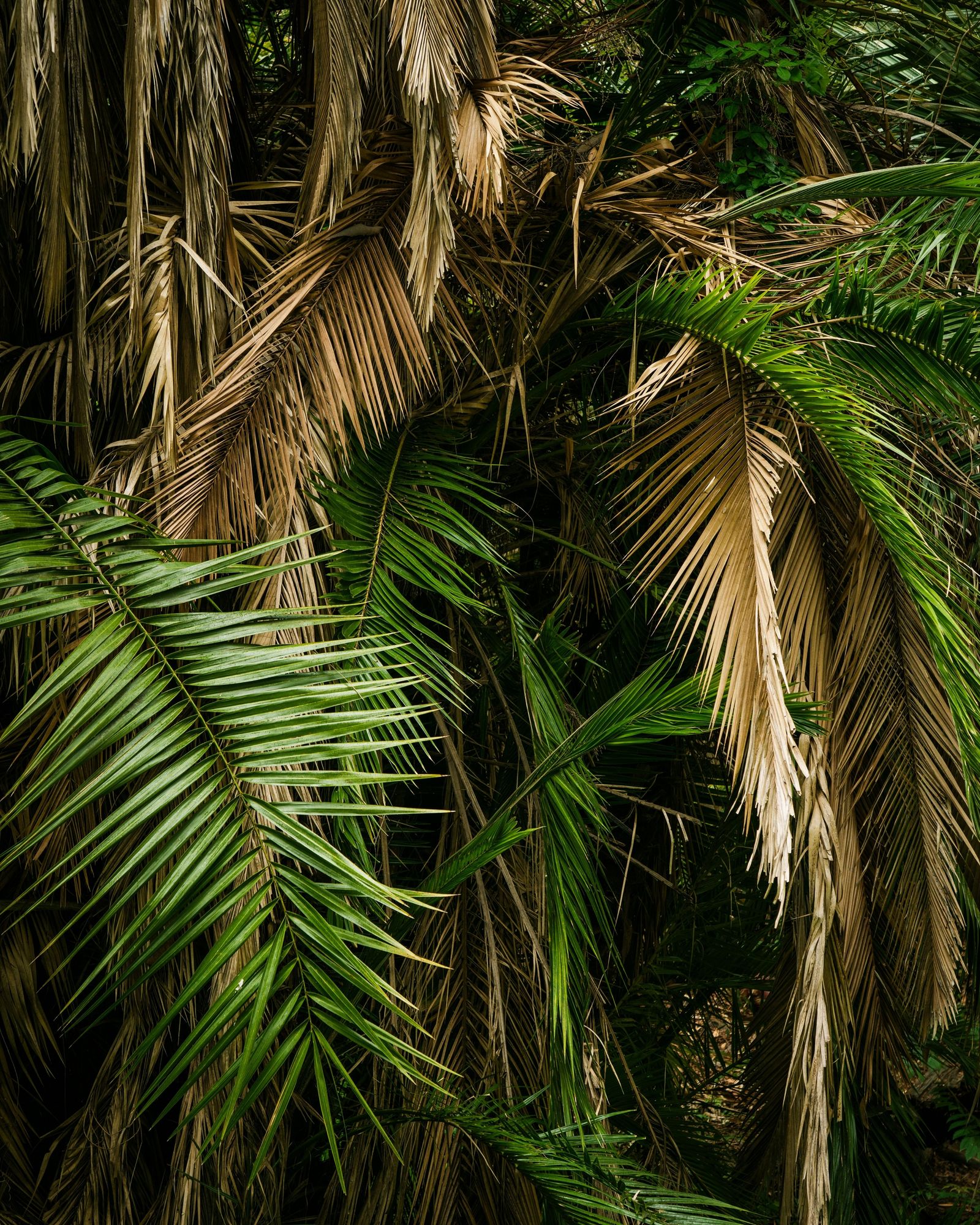Balboa Park Foliage, San Diego 03
