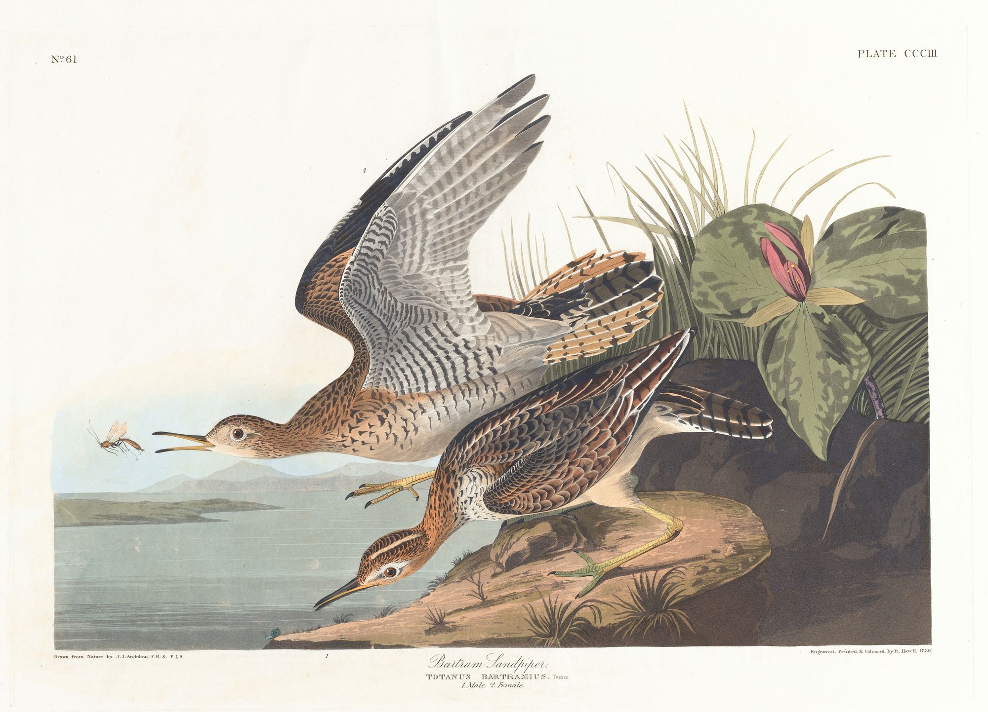 Bartram sandpiper (1827–1838)