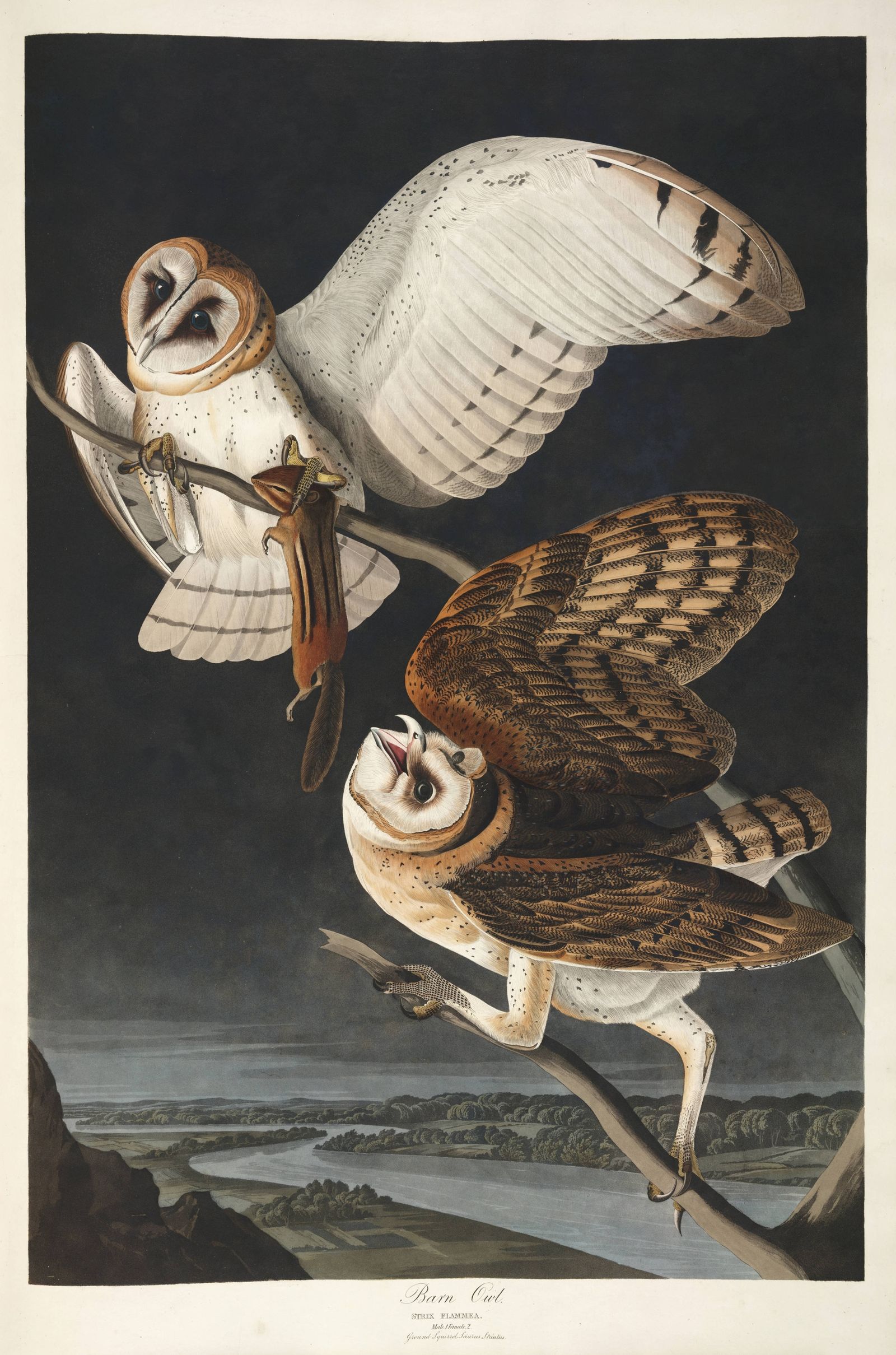 Barn Owl (1827-1838)