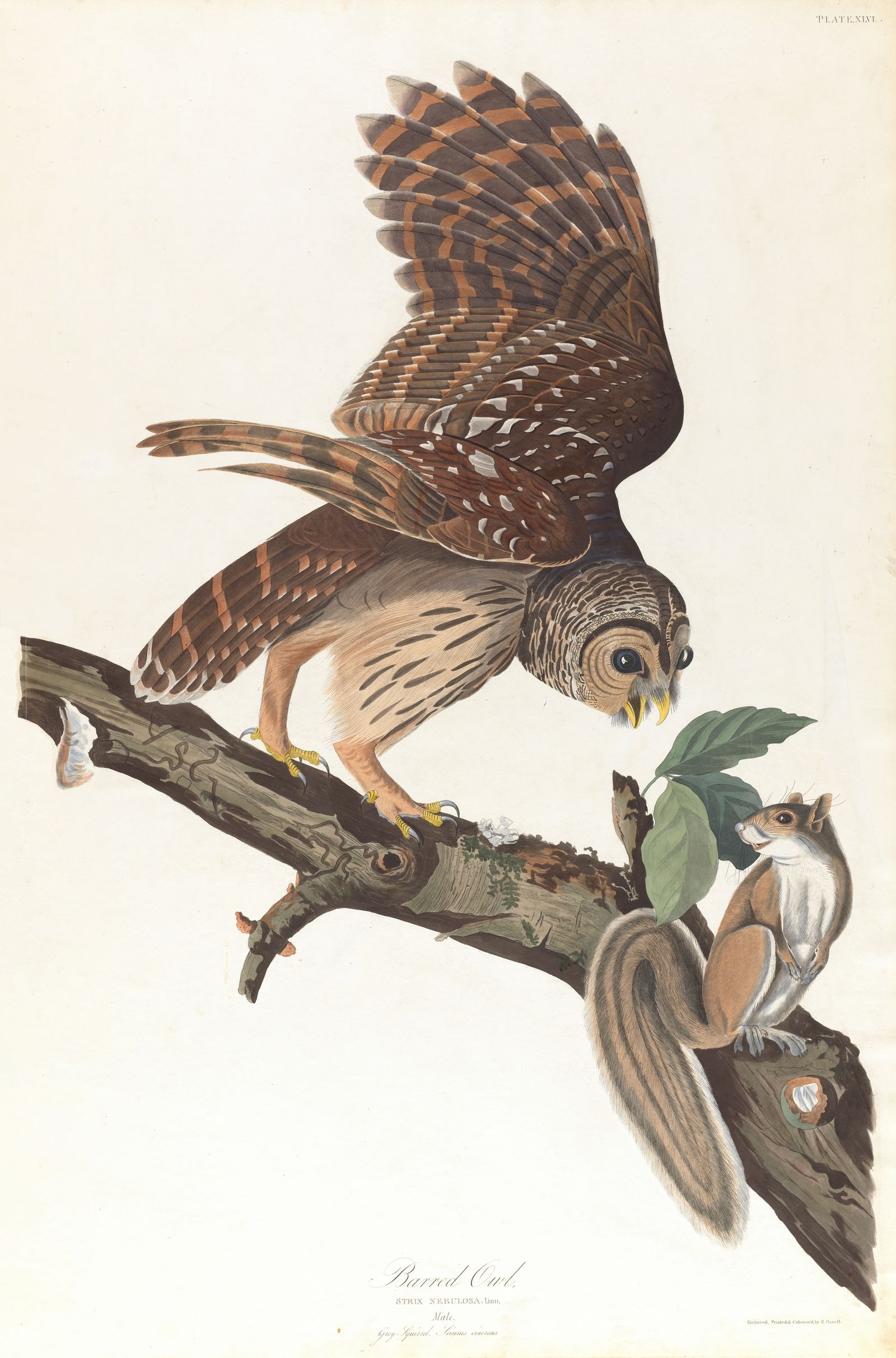 Barred owl (1827–1838)