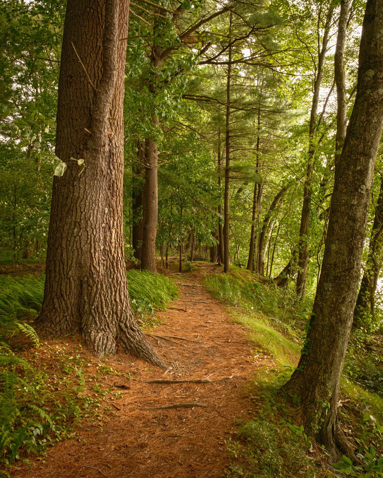 Bay Circuit Trail at Sudbury Reservoir 02