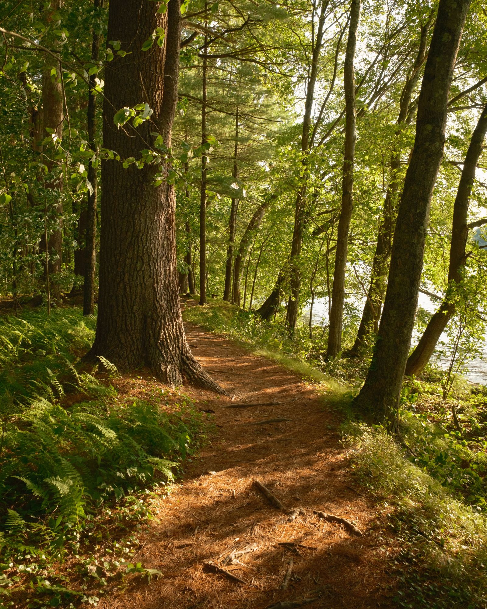 Bay Circuit Trail at Sudbury Reservoir 01