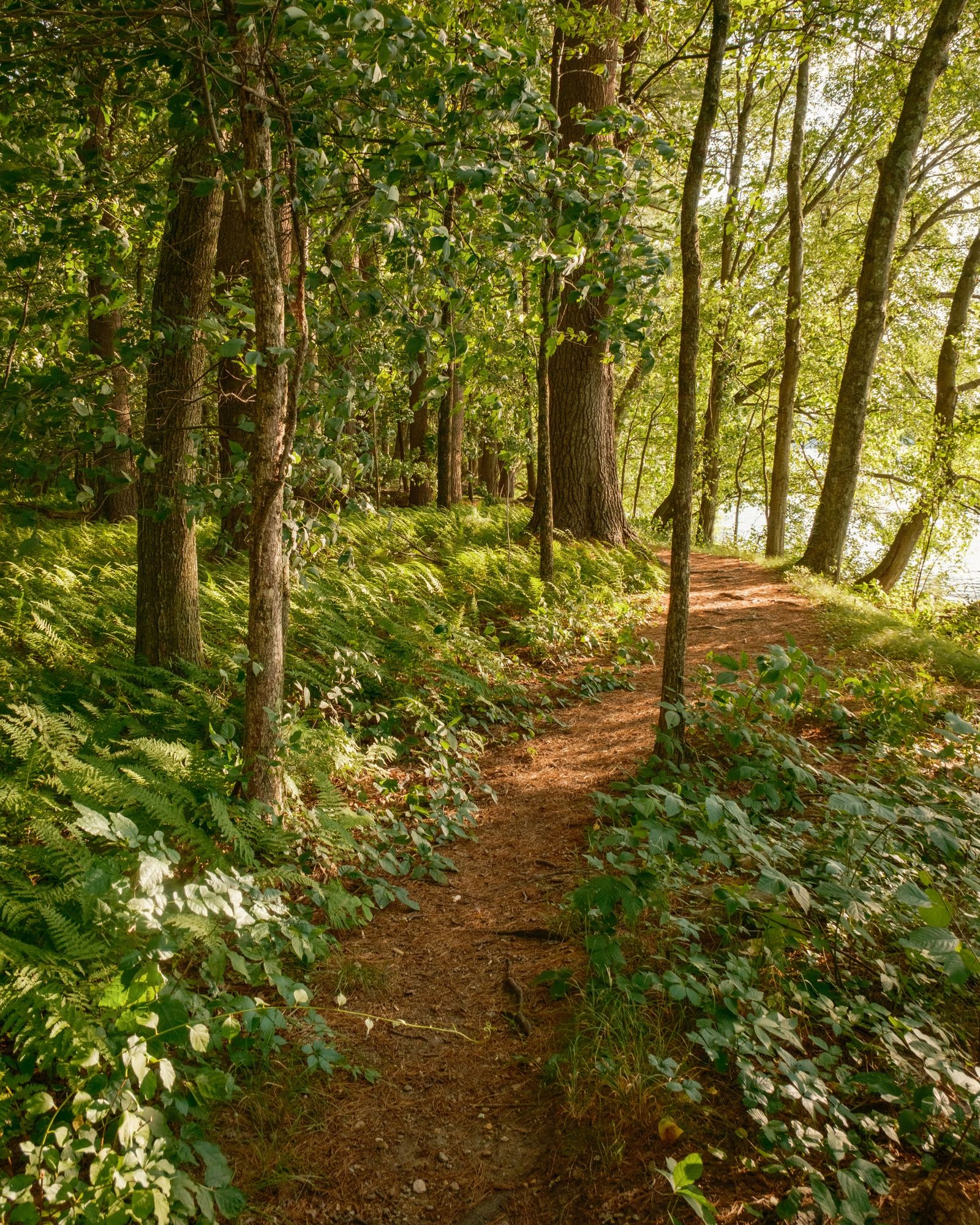 Bay Circuit Trail at Sudbury Reservoir 03