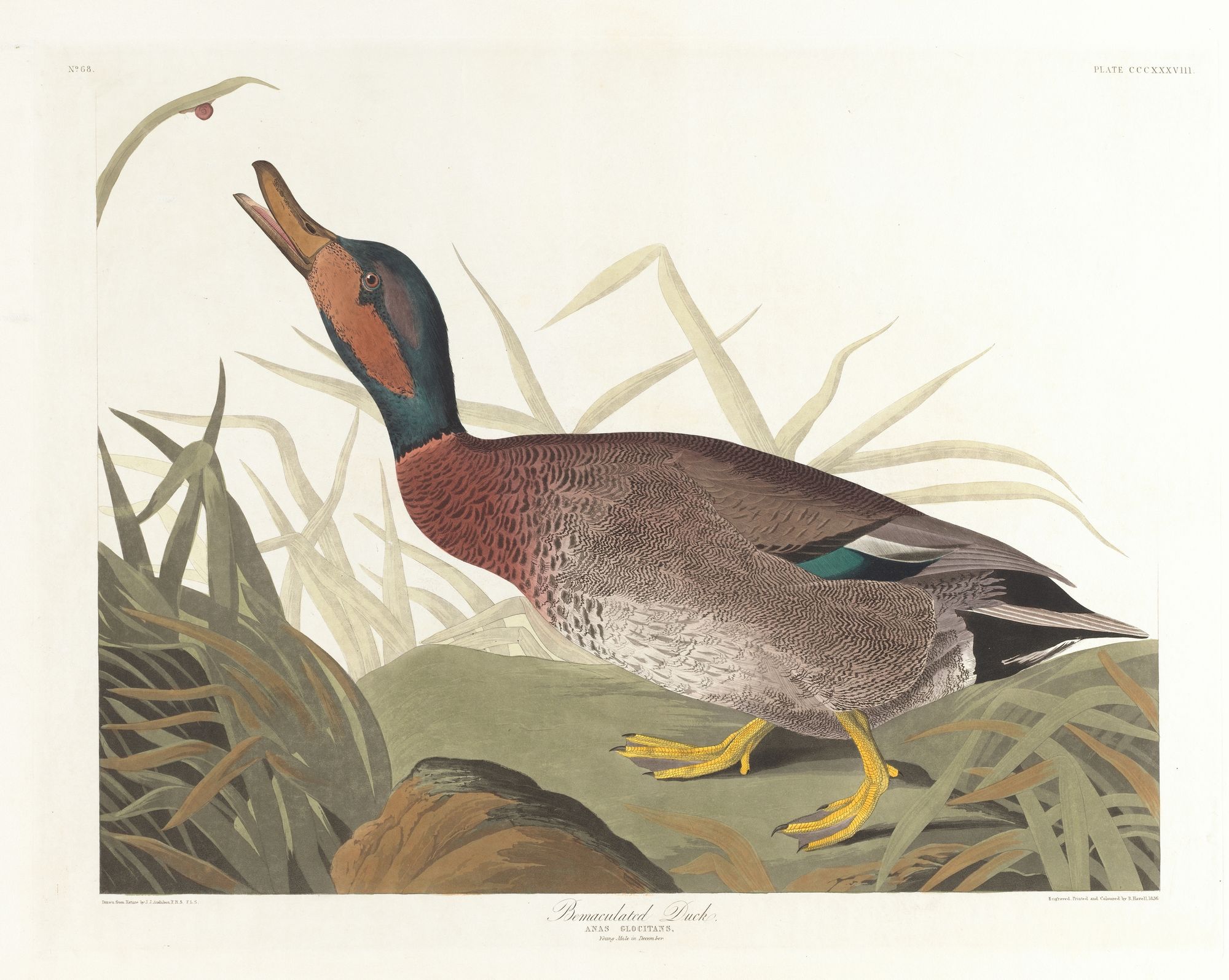 Bemaculated duck (1827–1838)