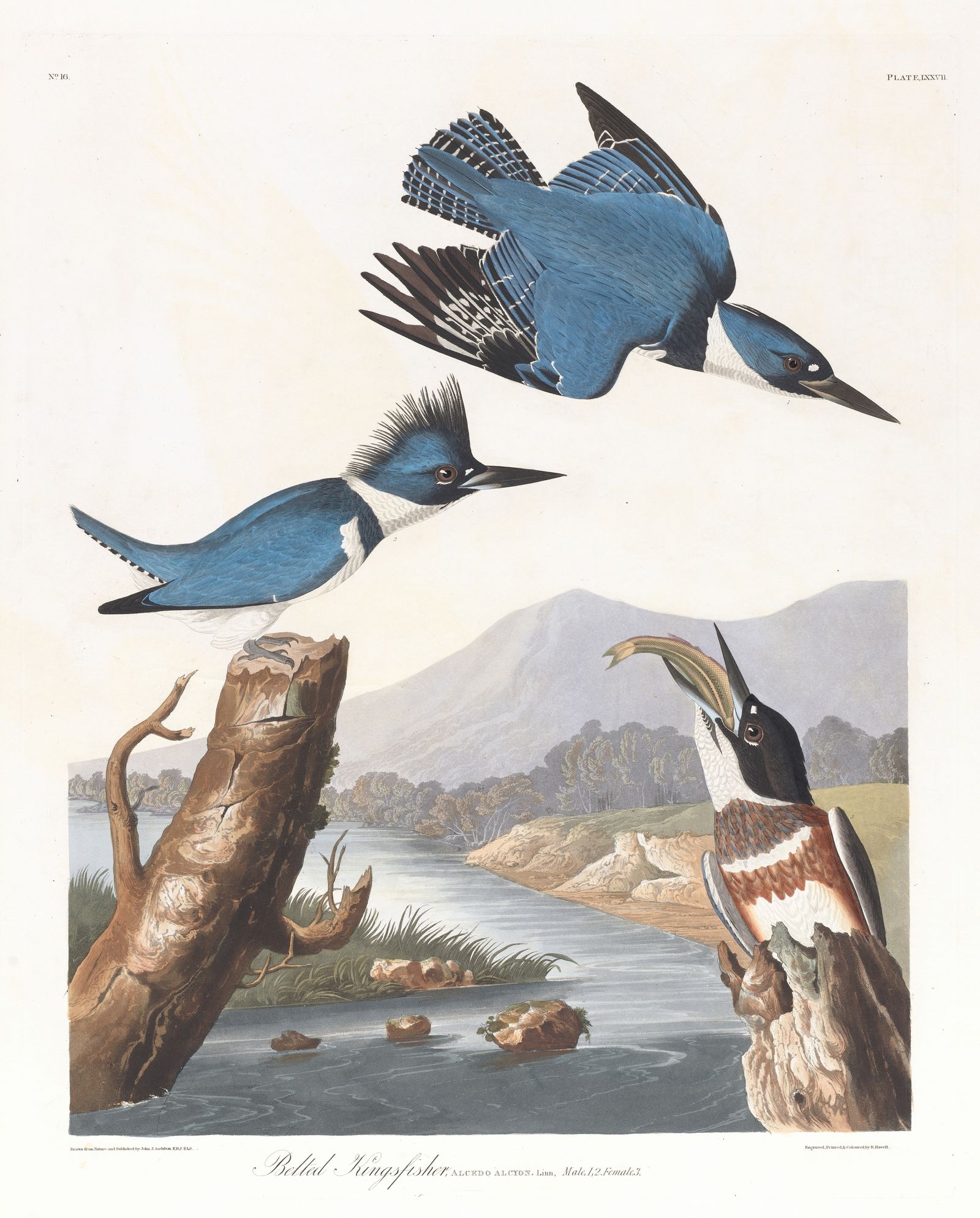 Belted kingfisher (1827–1838)