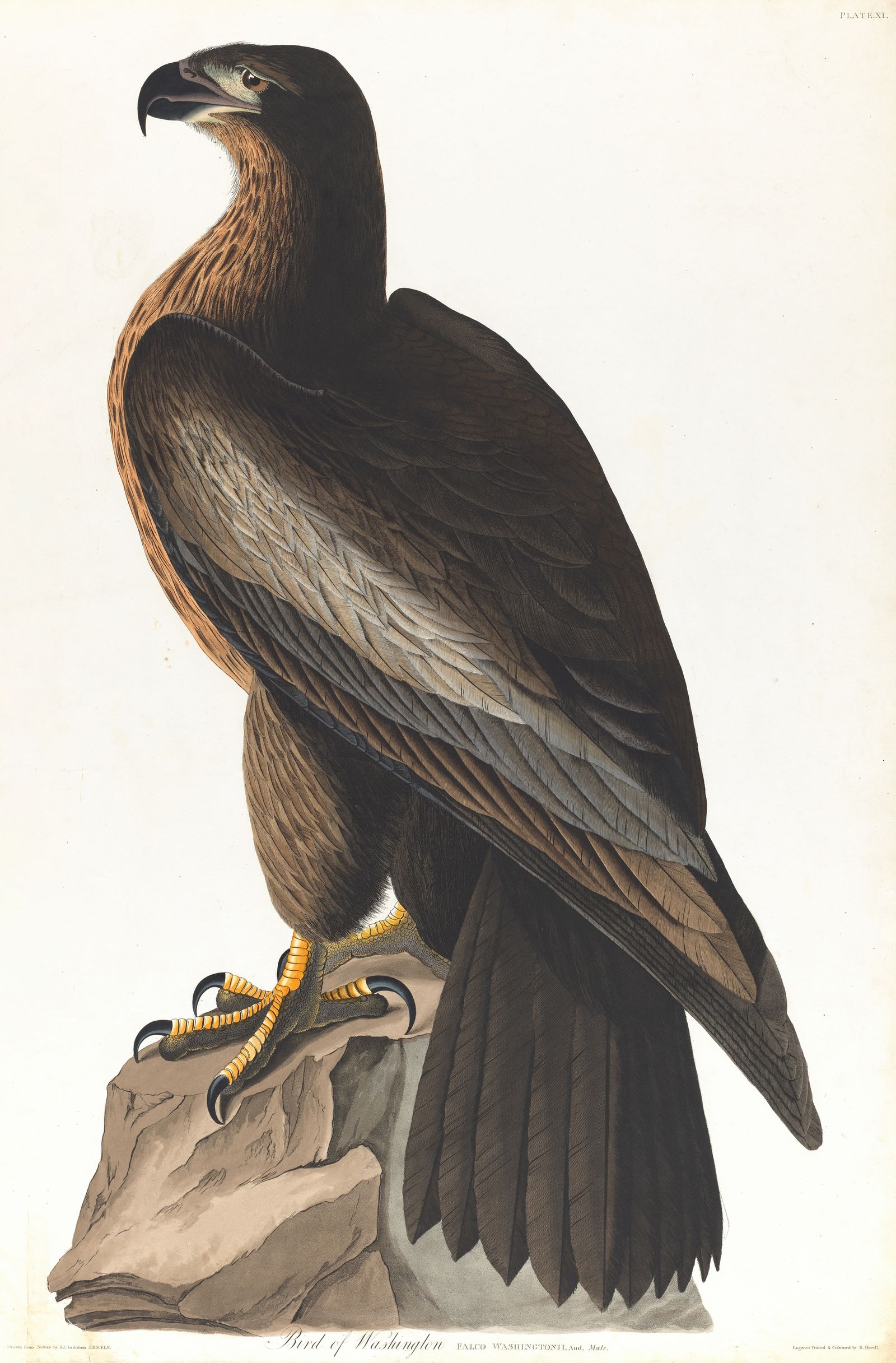 Bird of Washington (1827–1838)