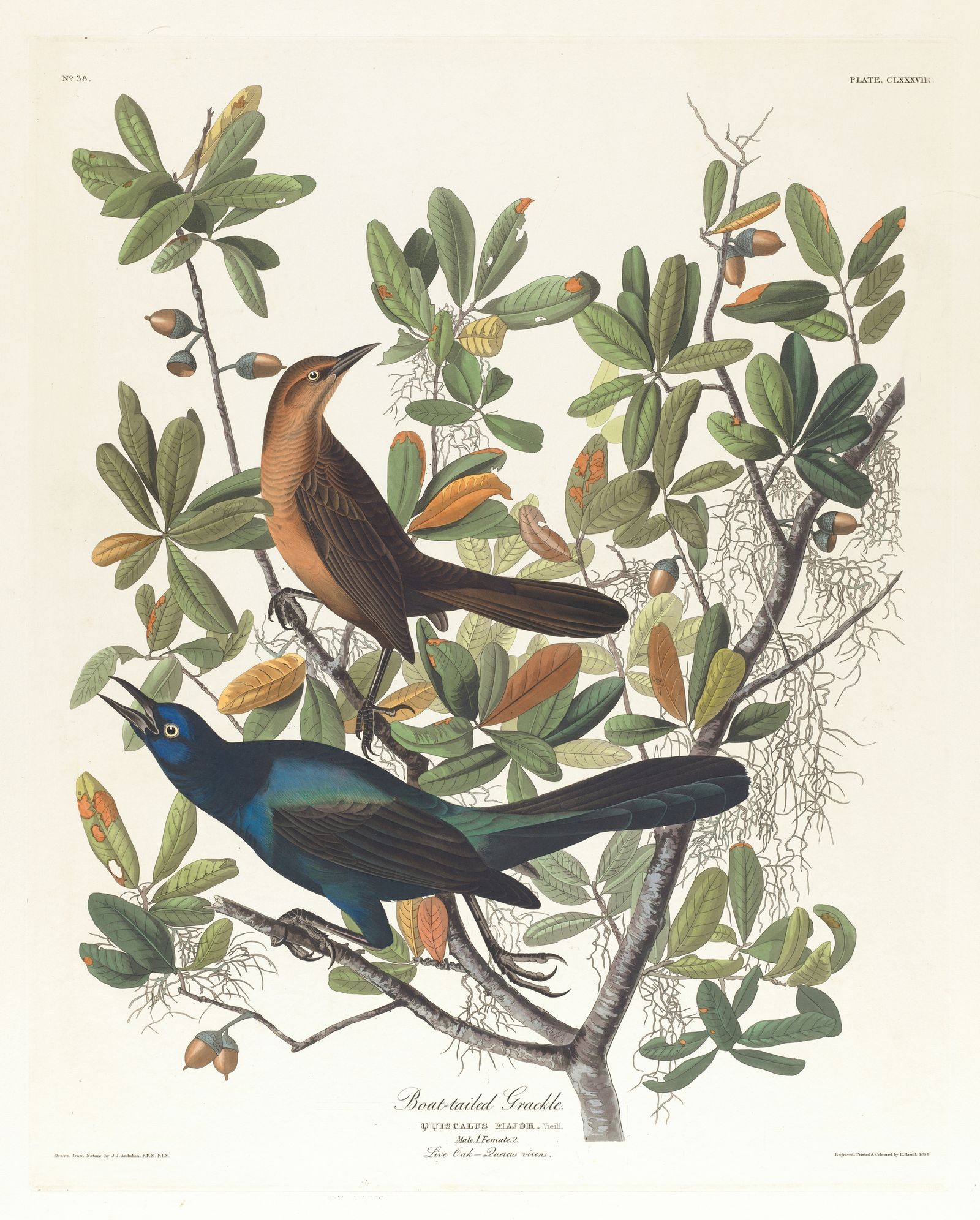 Boat-tailed grackle (1827–1838)