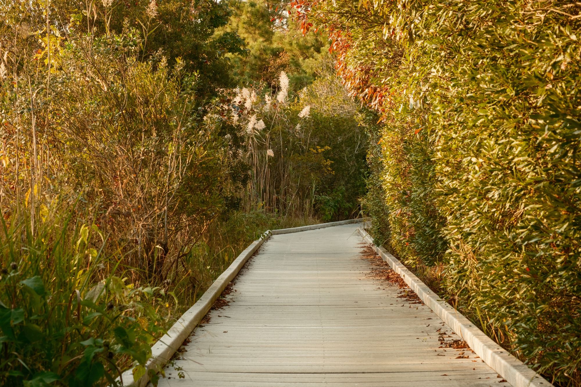 Boardwalk at Cape May Point