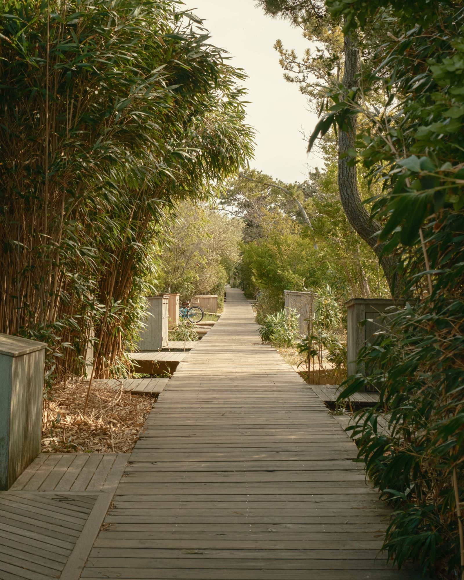 Boardwalk on Fire Island 02
