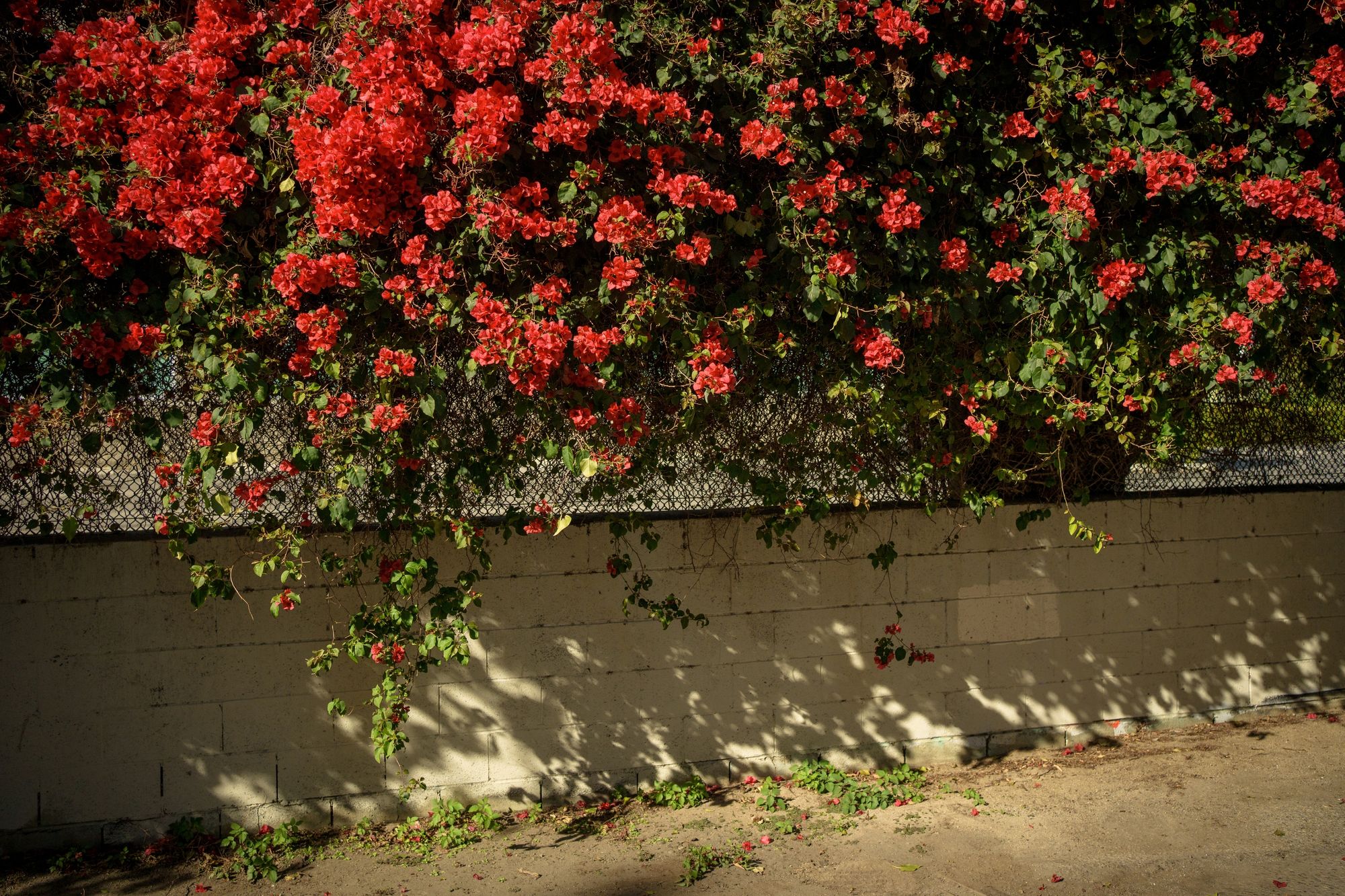 Bougainvillea in the Arts District 02