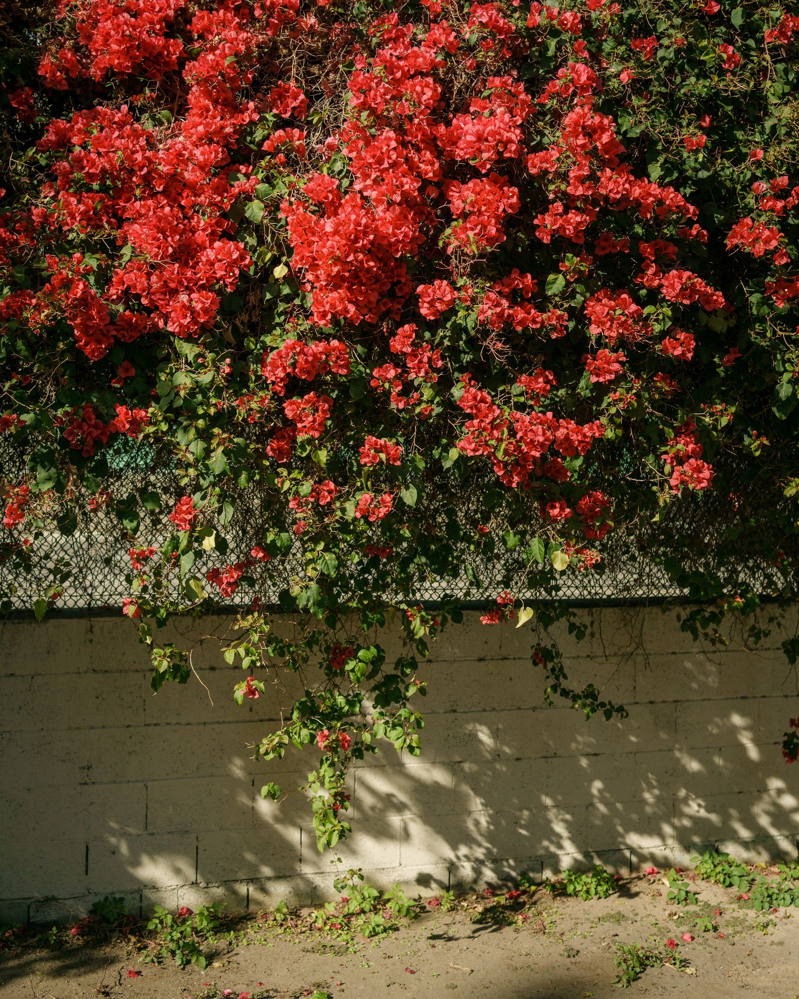 Bougainvillea in the Arts District 03