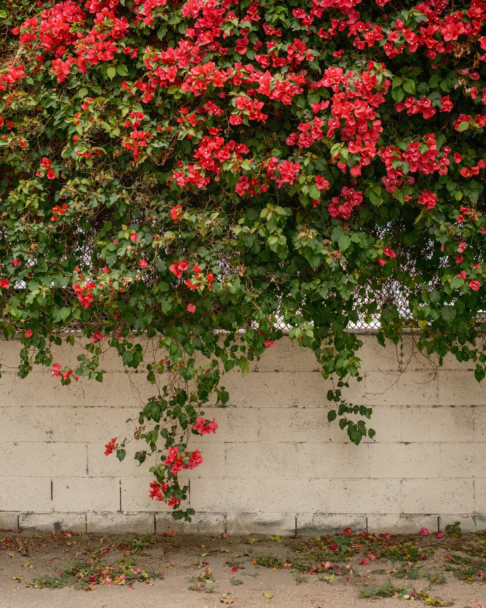 Bougainvillea in the Arts District 01