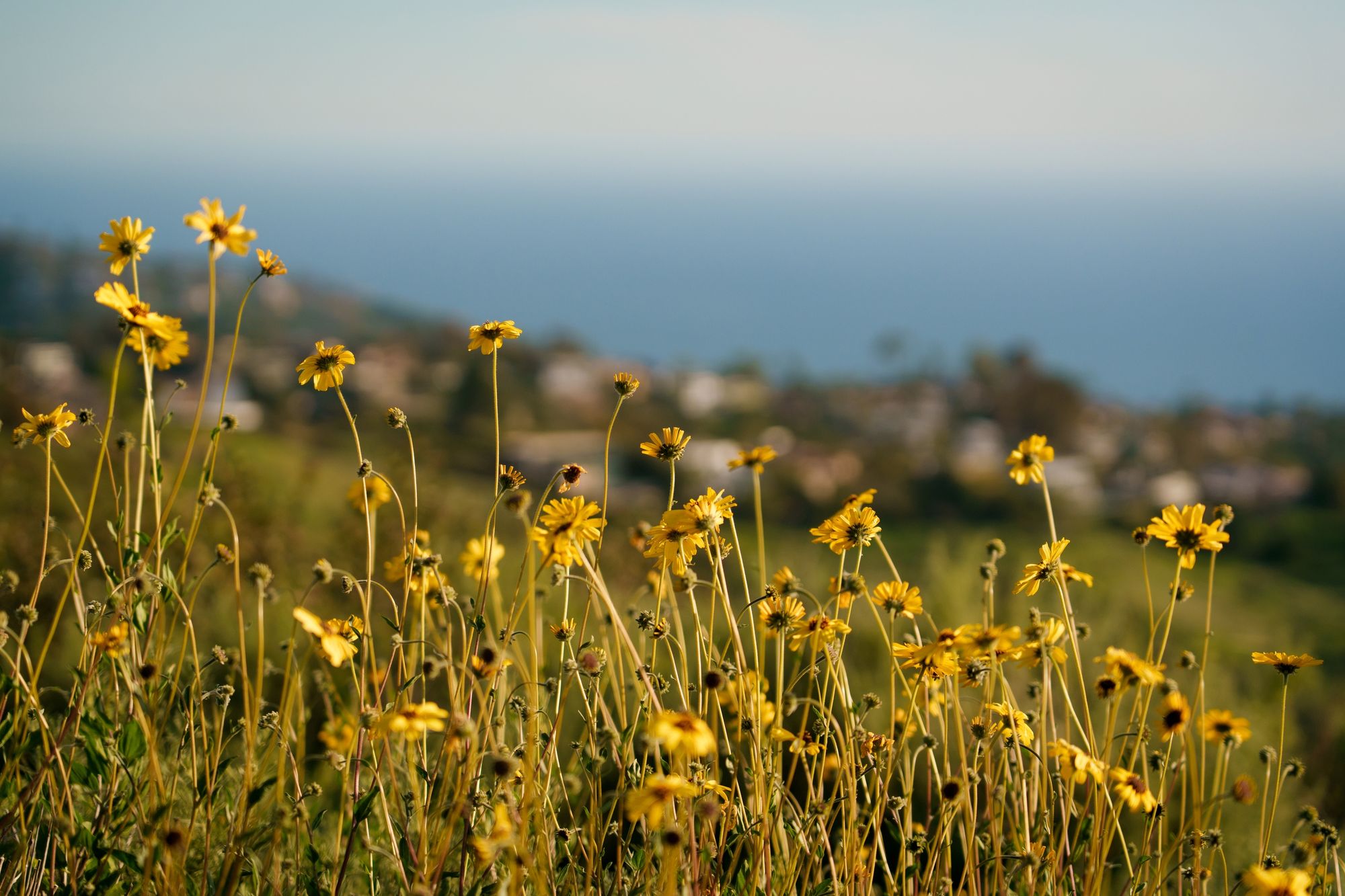 Blooms, Laguna Beach