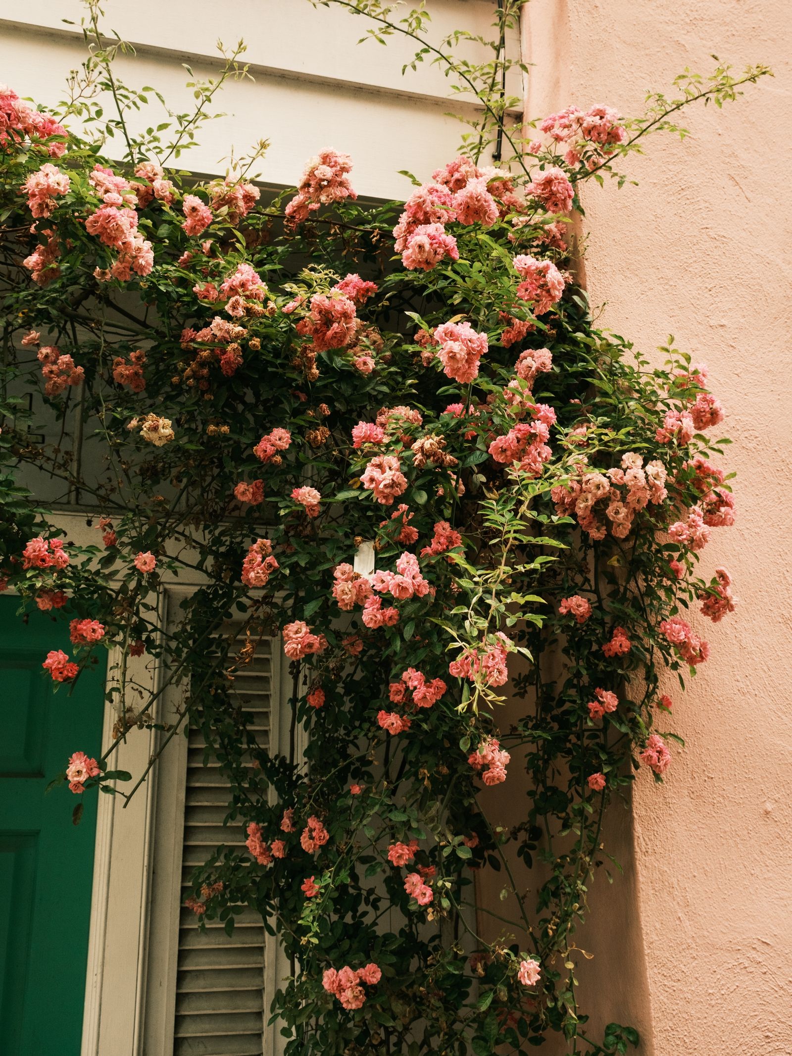 Blossoms, Charleston