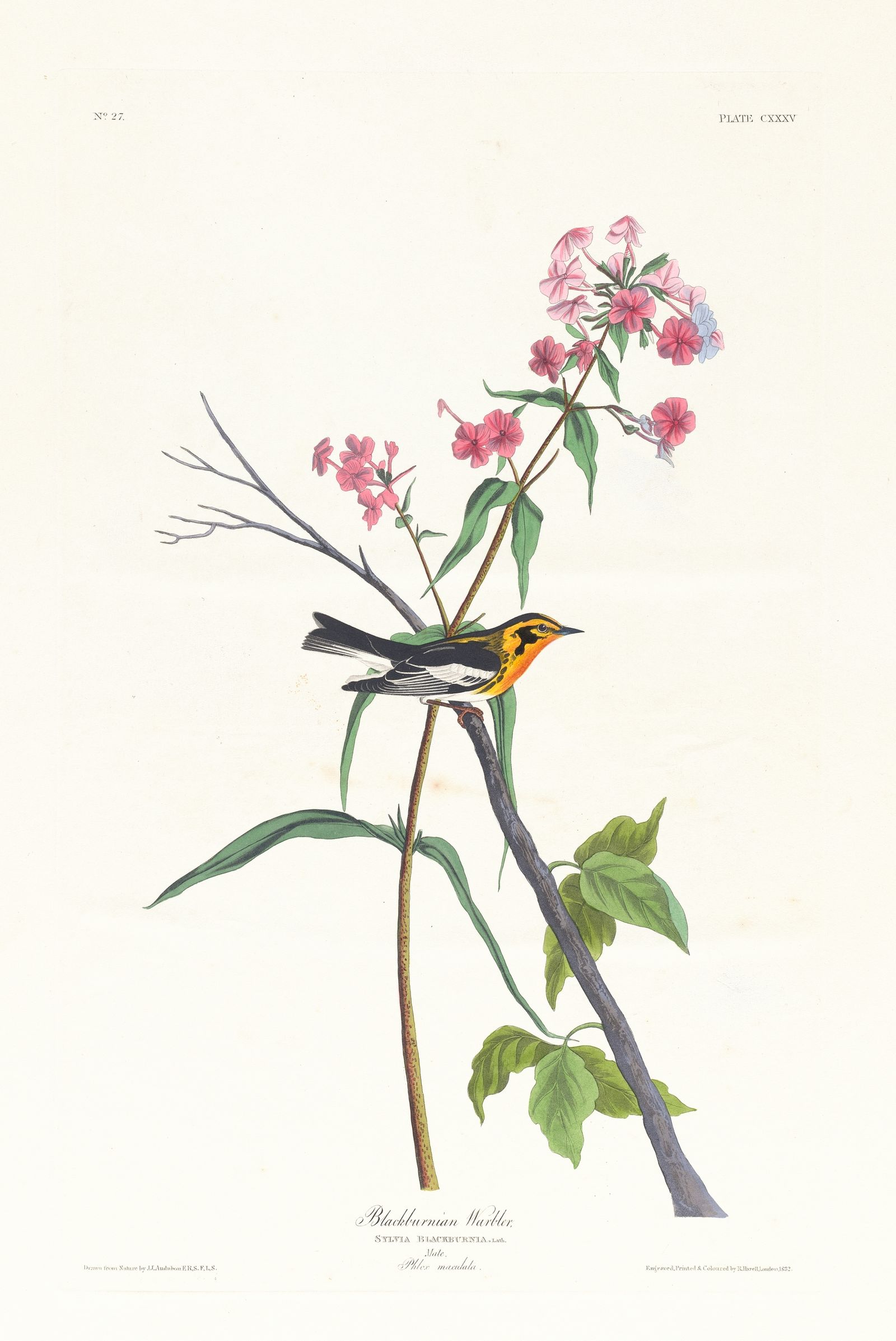Blackburnian warbler (1827–1838)