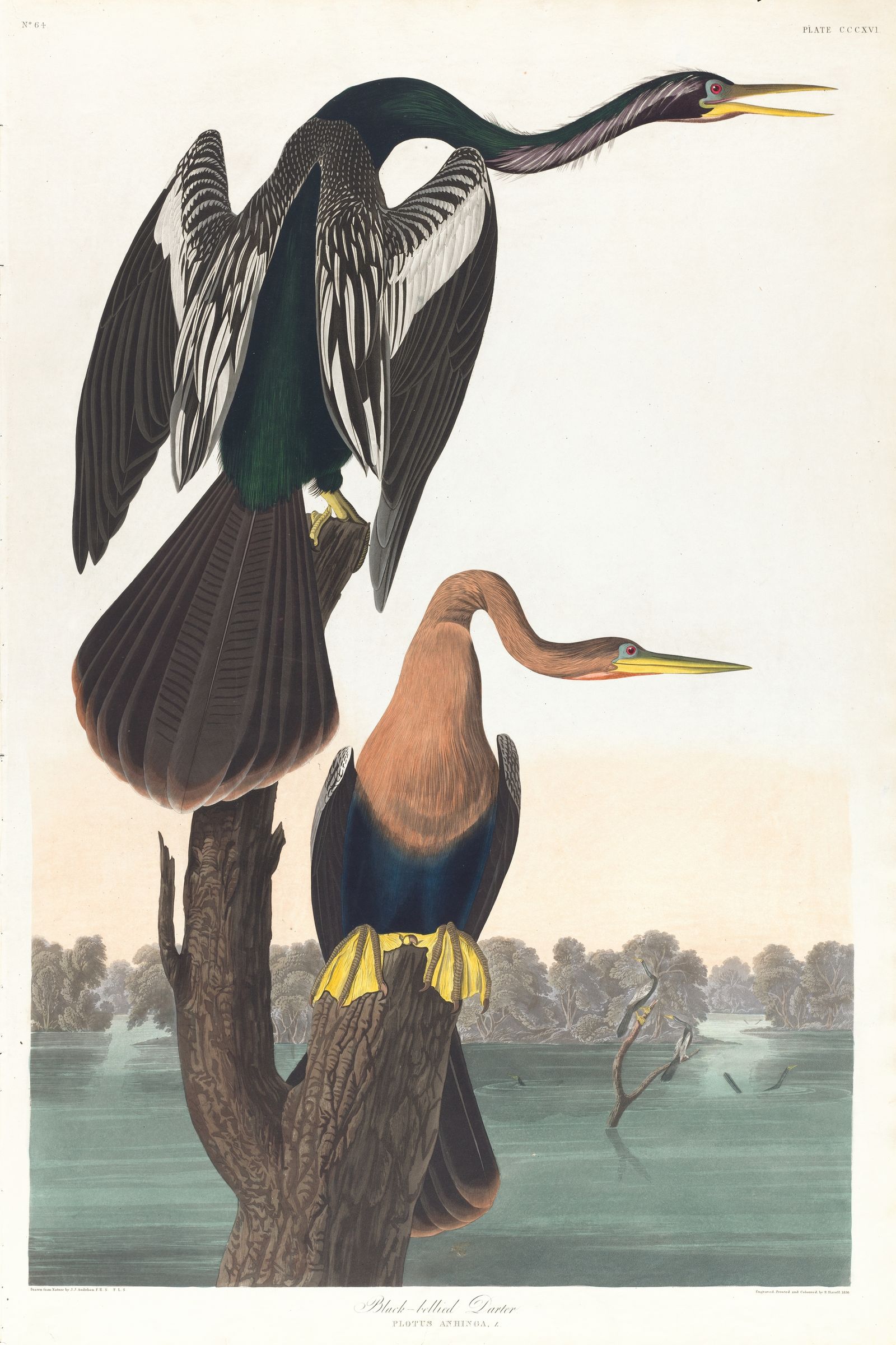 Black-belled darter (1827–1838)