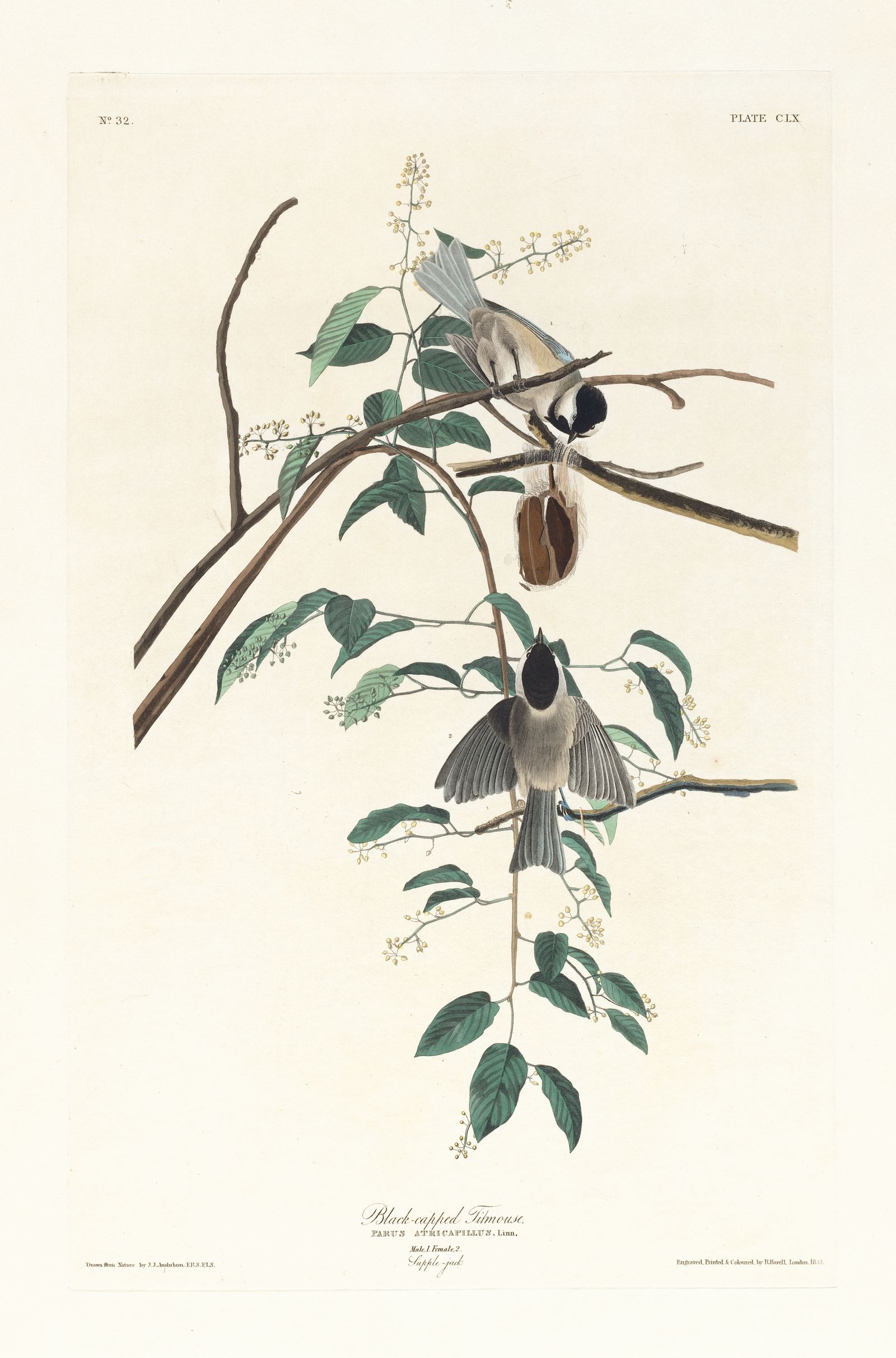Black-capped titmouse (1827–1838)
