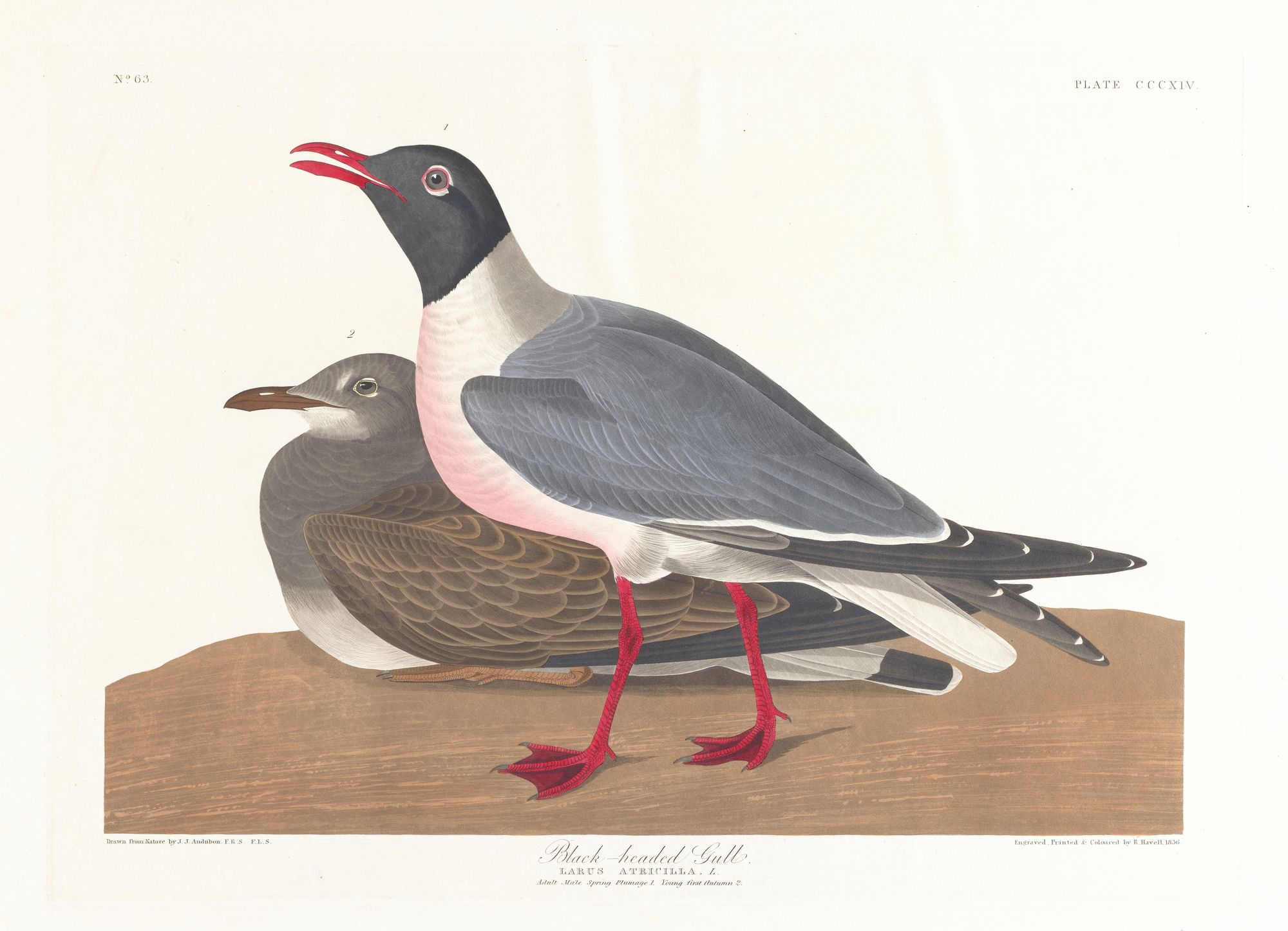Black-headed gull (1827–1838)