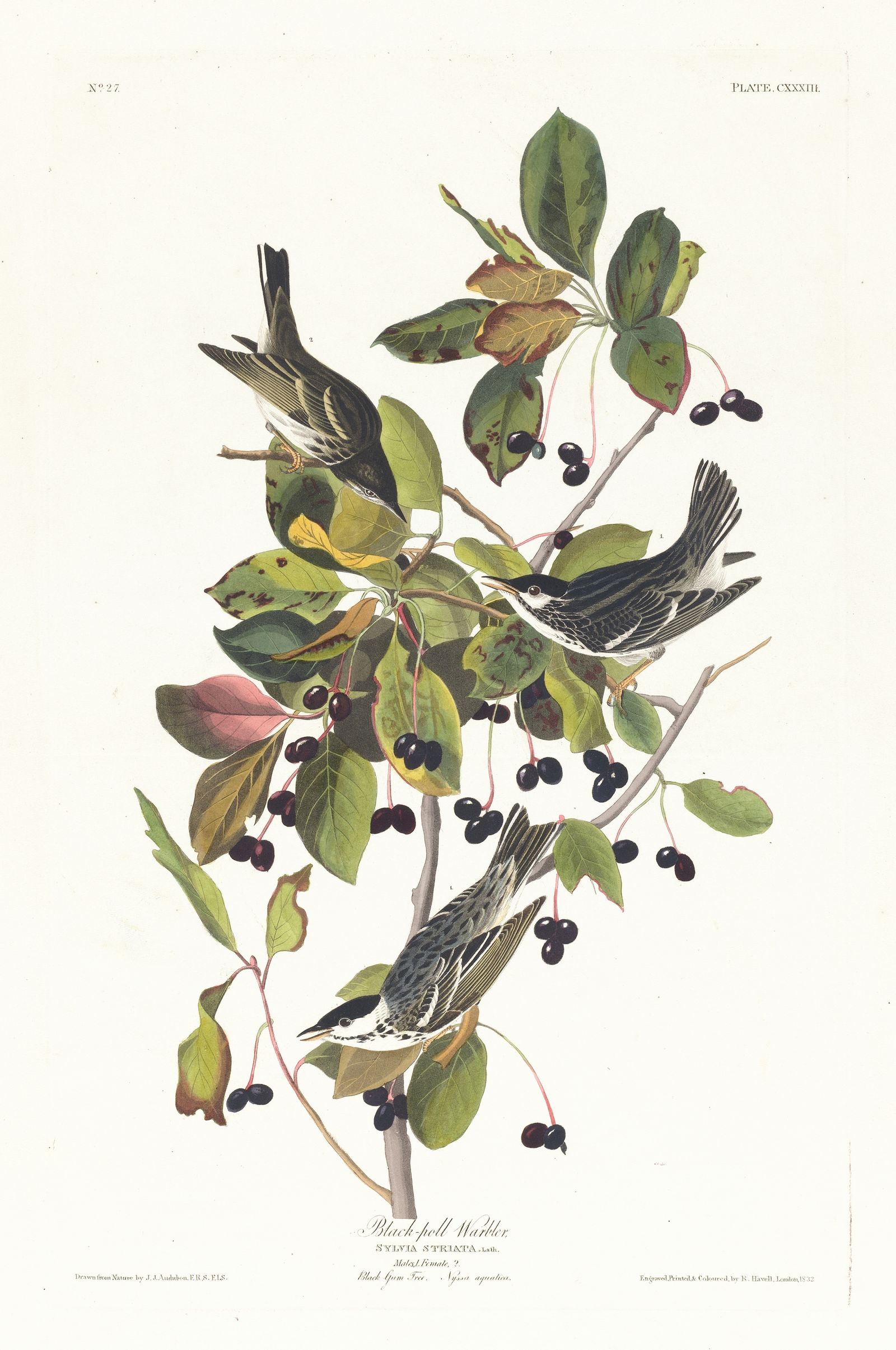 Black-poll warbler (1827–1838)