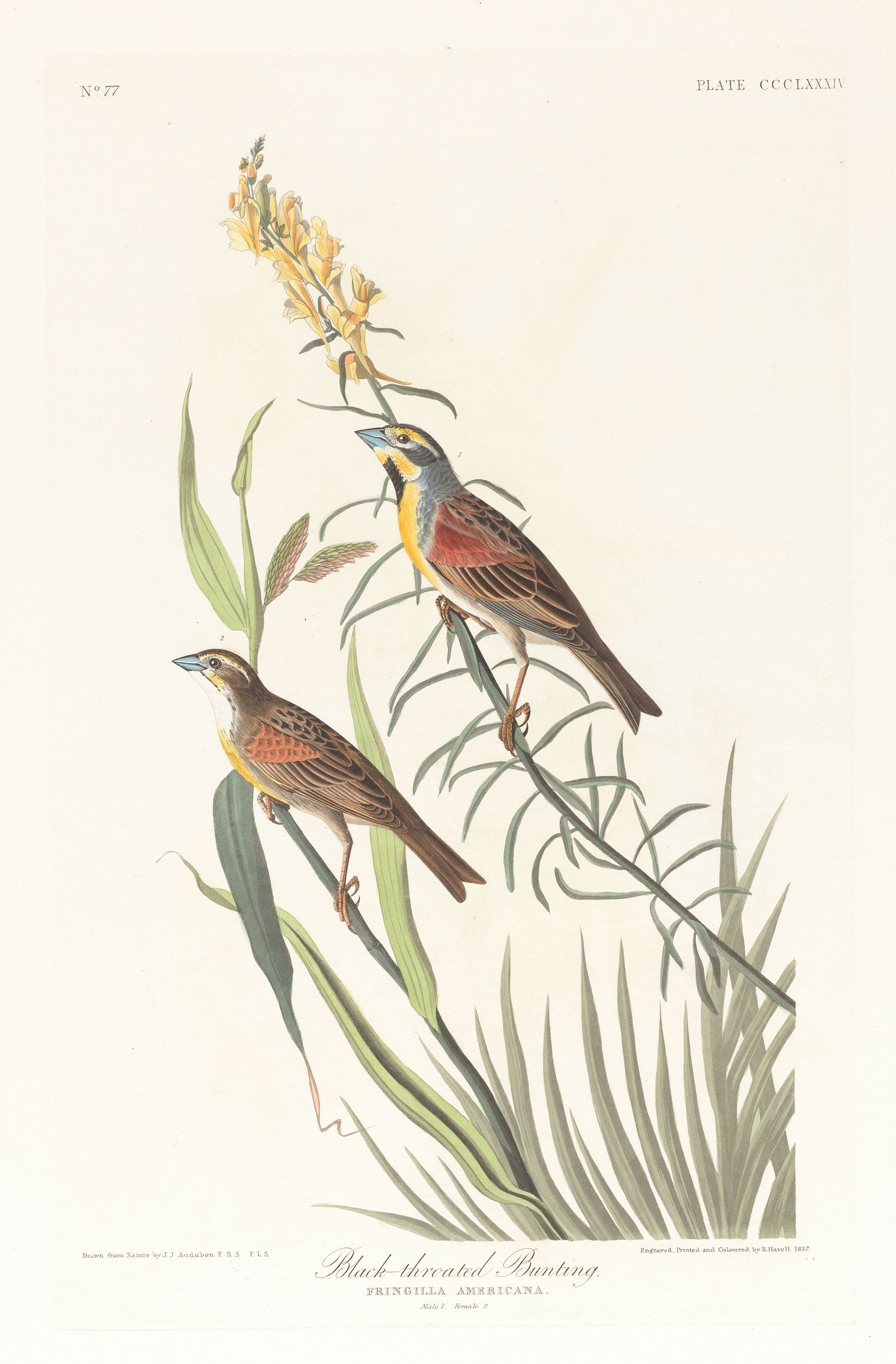 Black-throated bunting (1827–1838)