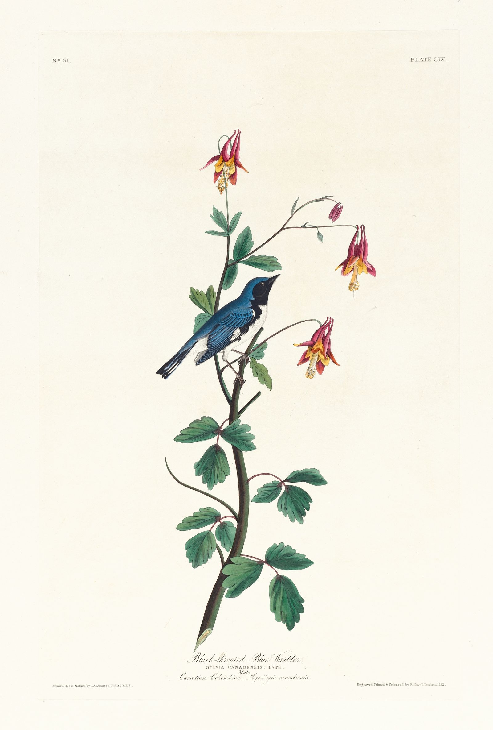 Black-throated blue warbler (1827–1838)