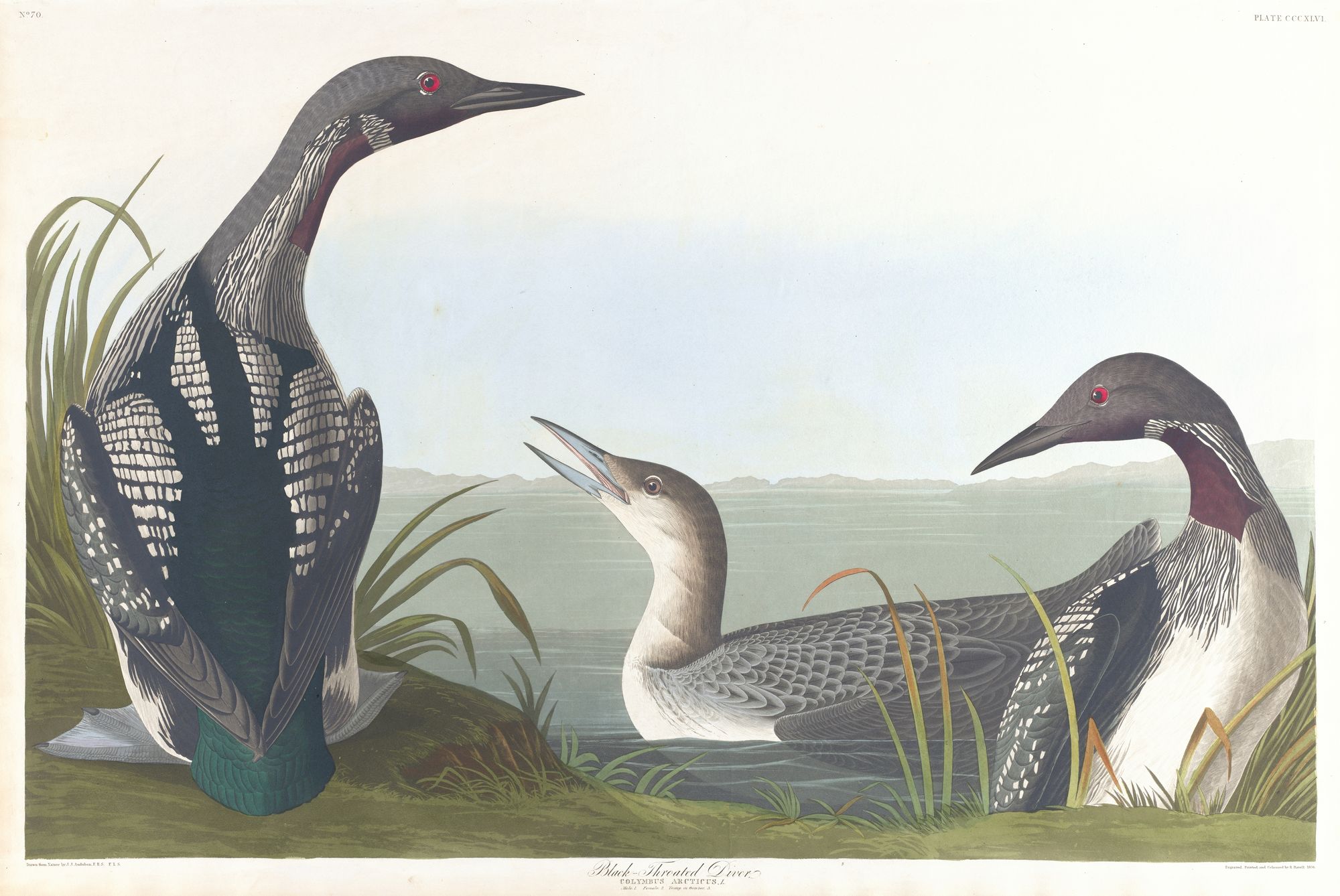 Black-throated diver (1827–1838)