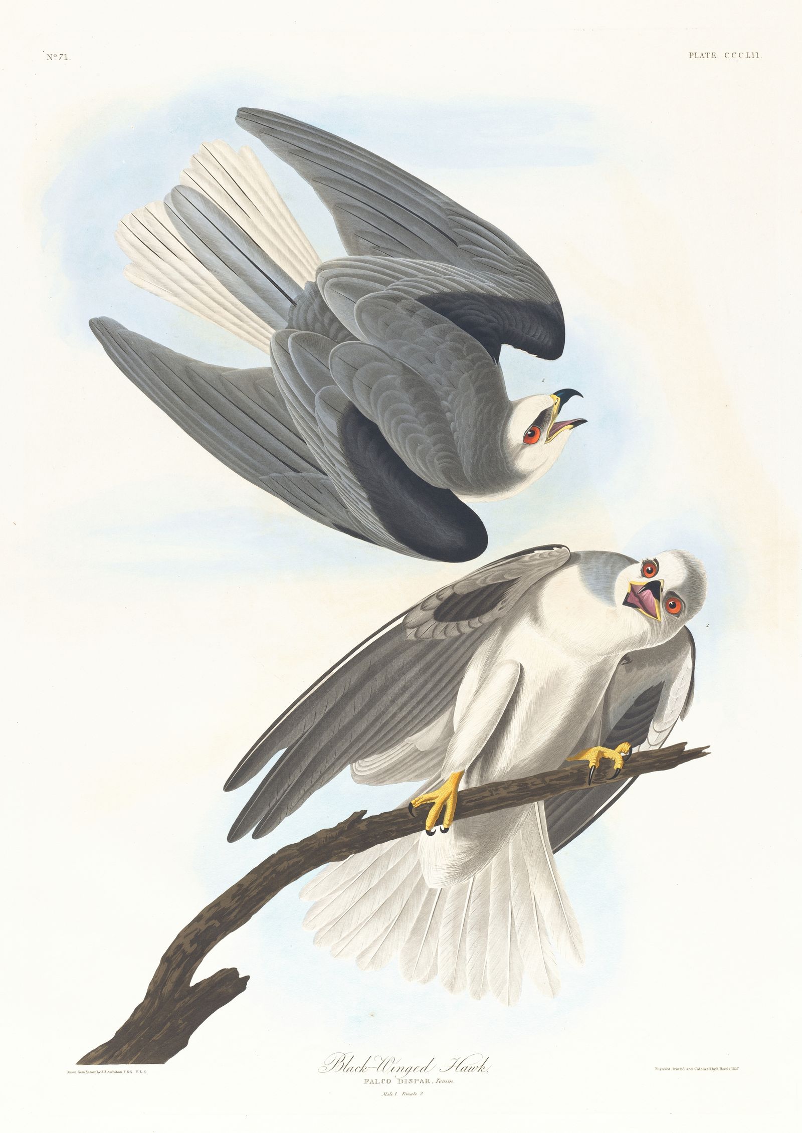 Black-winged hawk (1827–1838)