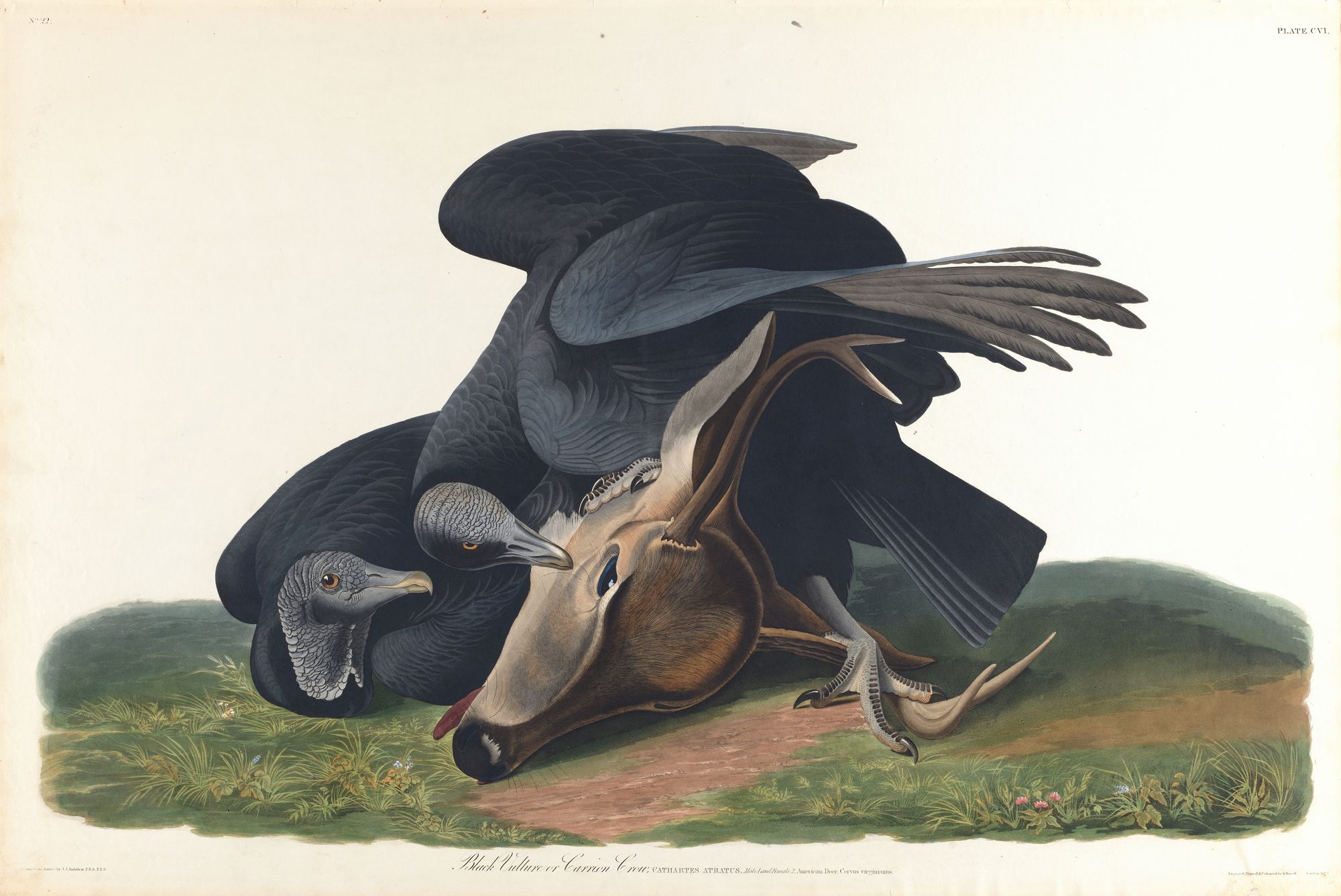 Black vulture or common crow (1827–1838)