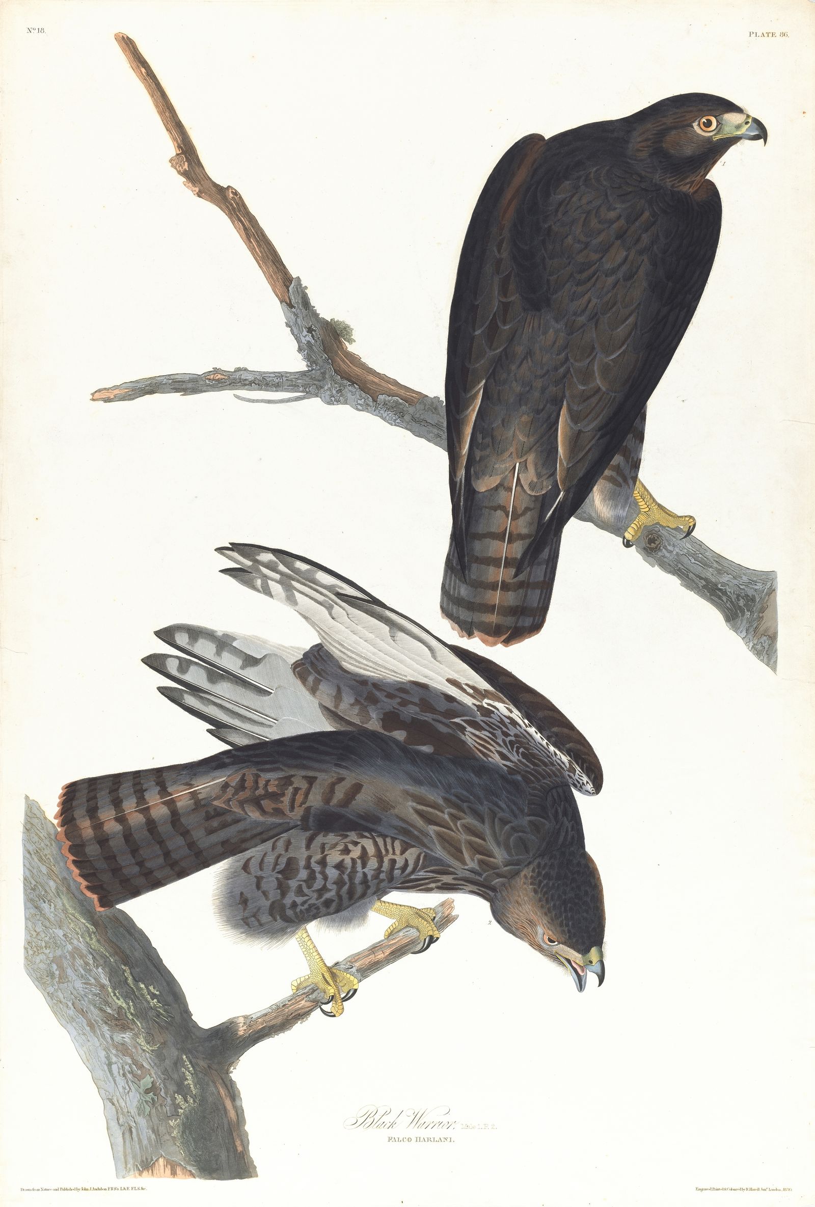 Black warrior (1827–1838)