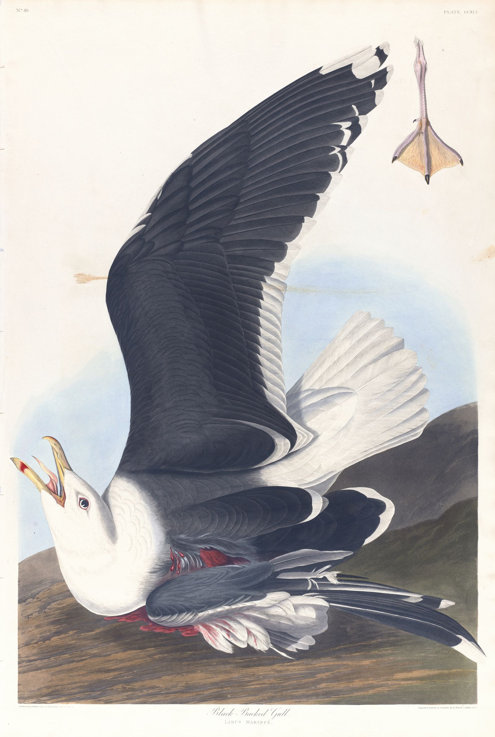 Black backed gull (1827–1838)