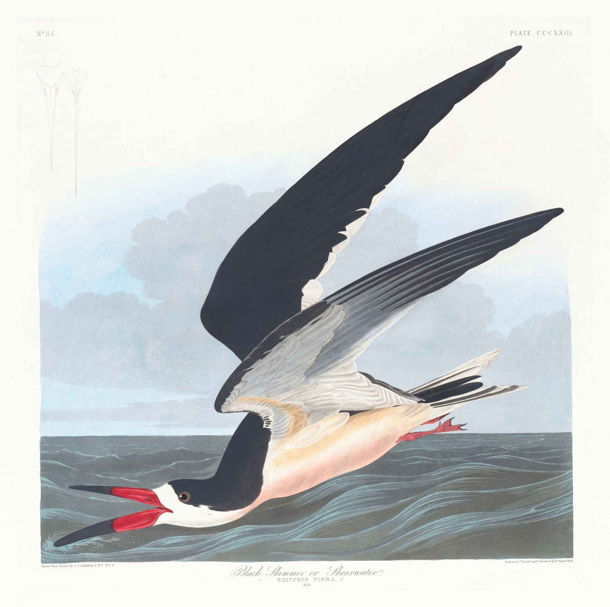 Black skimmer or shearwater (1827–1838)