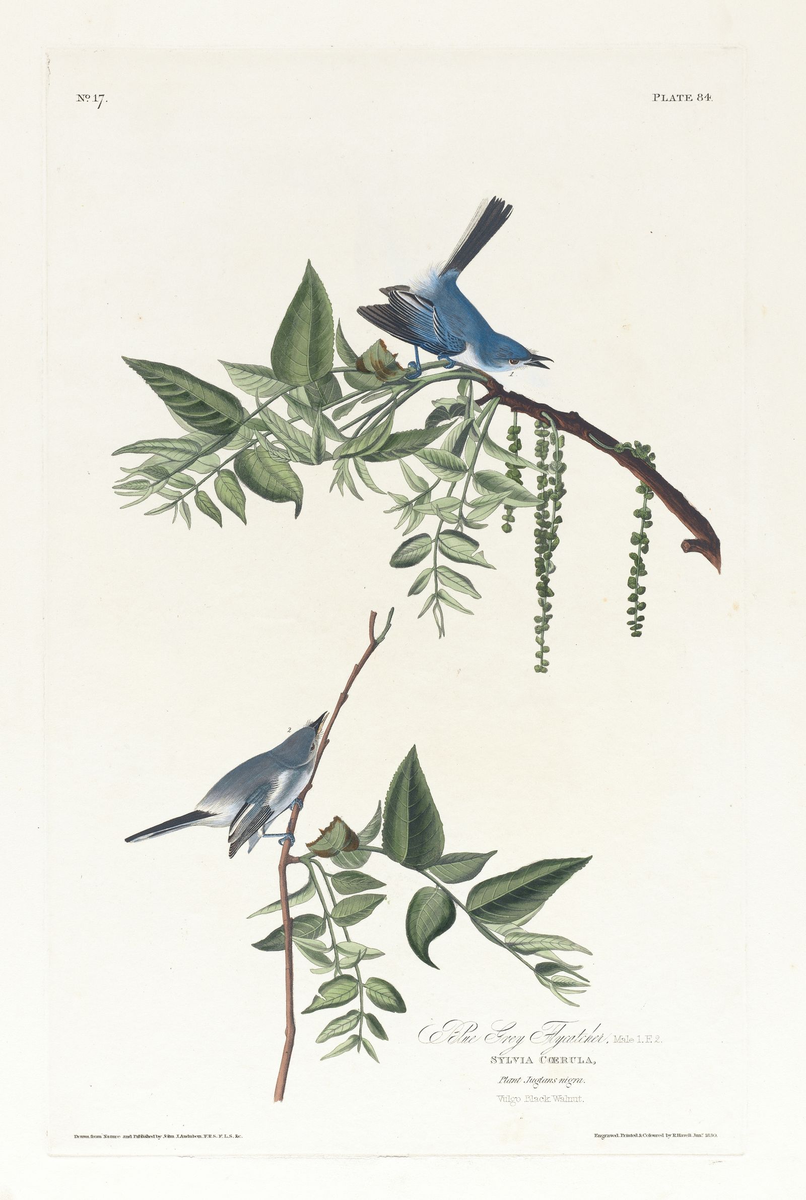 Blue grey flycatcher (1827–1838)
