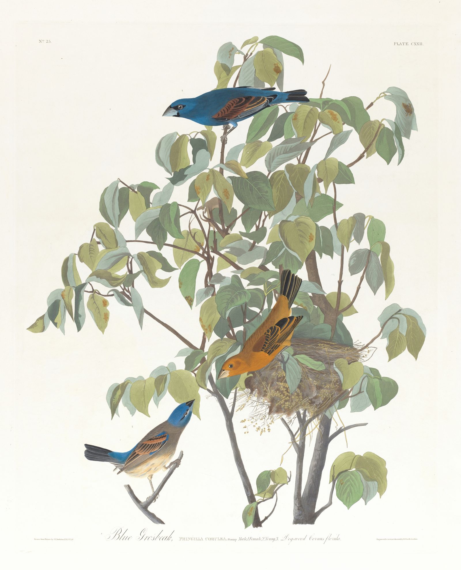 Blue grosbeak (1827–1838)
