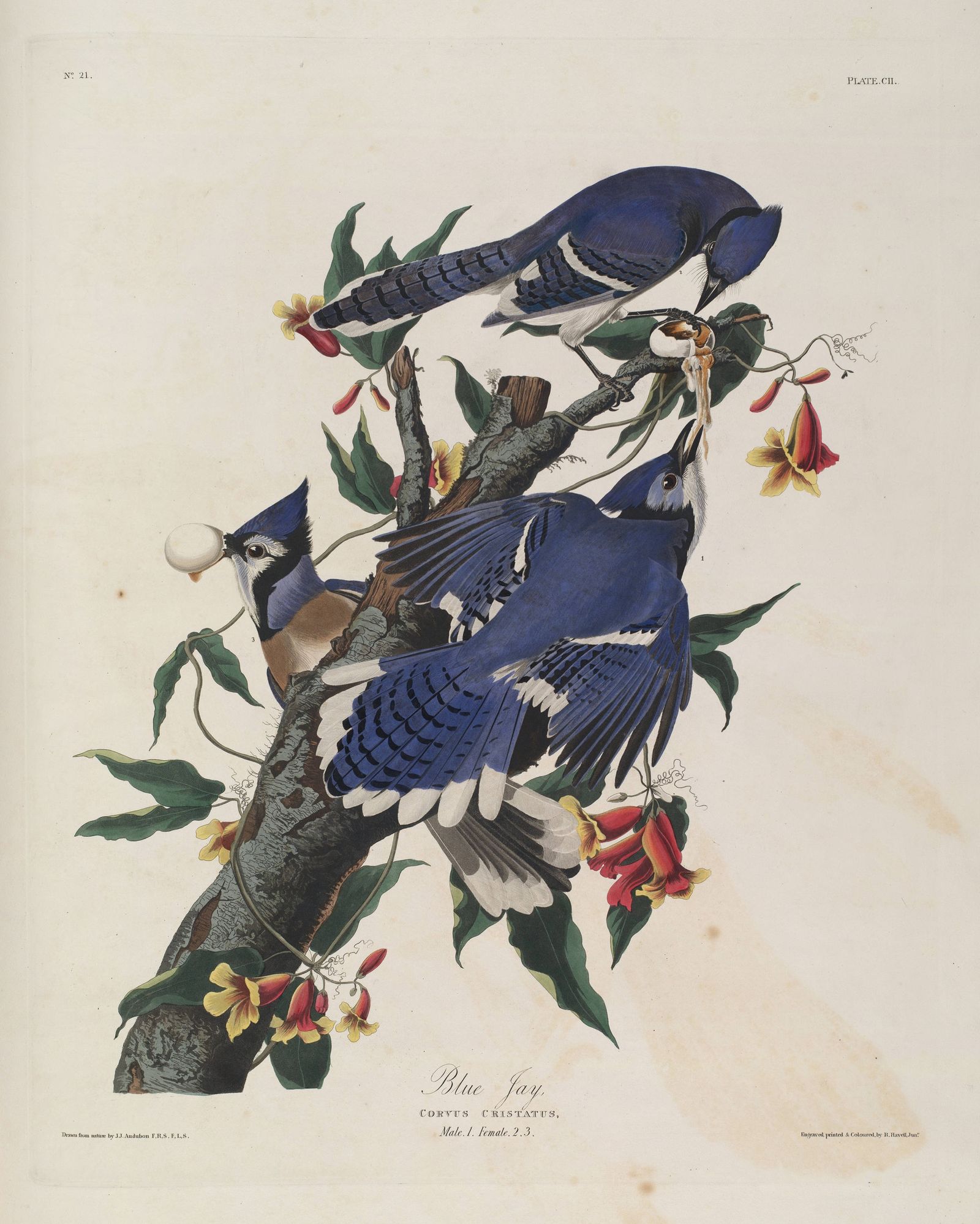 Blue Jay (1827-1838)