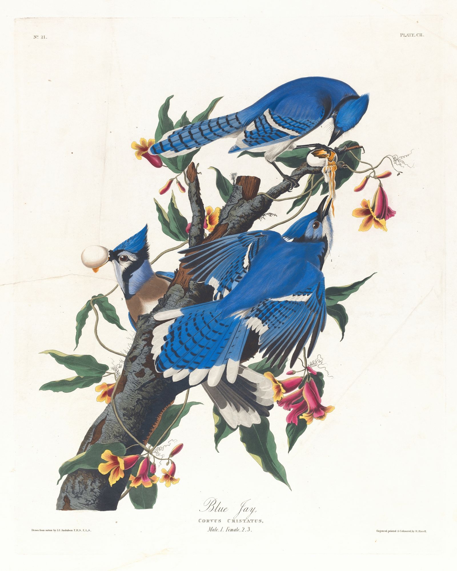 Blue jay (1827–1838)