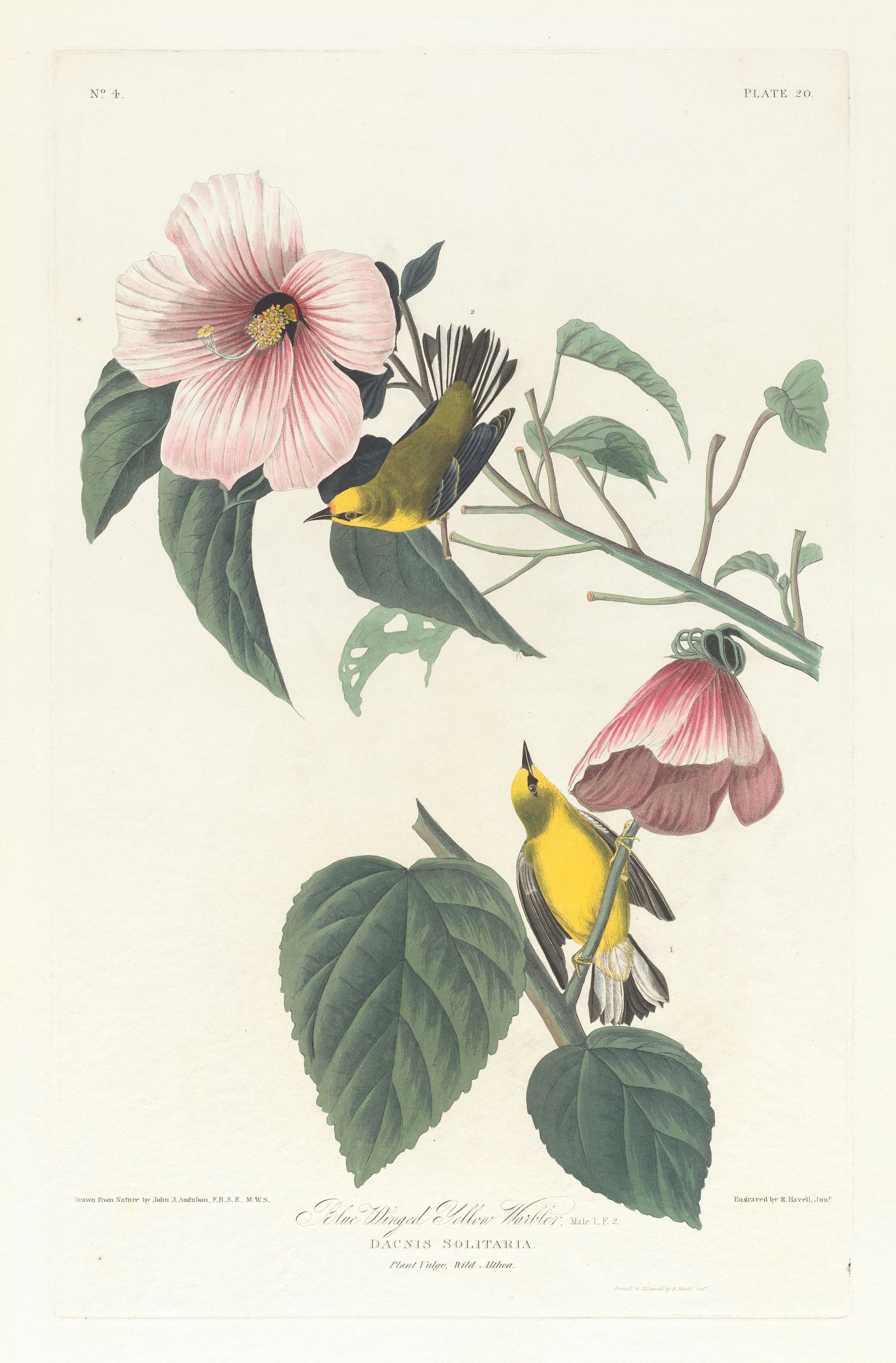 Blue winged yellow warbler (1827–1838)