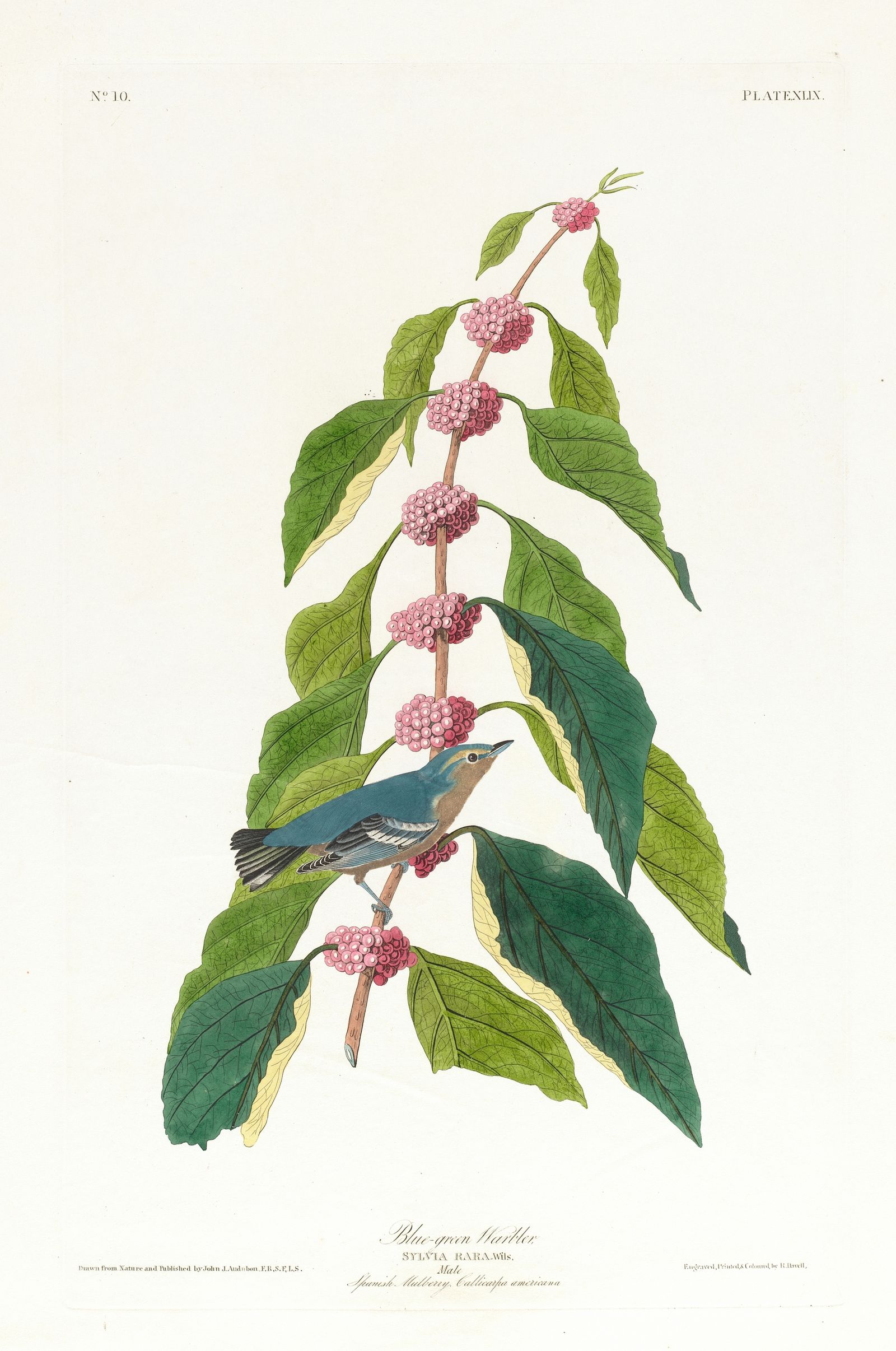 Blue-green warbler (1827–1838)