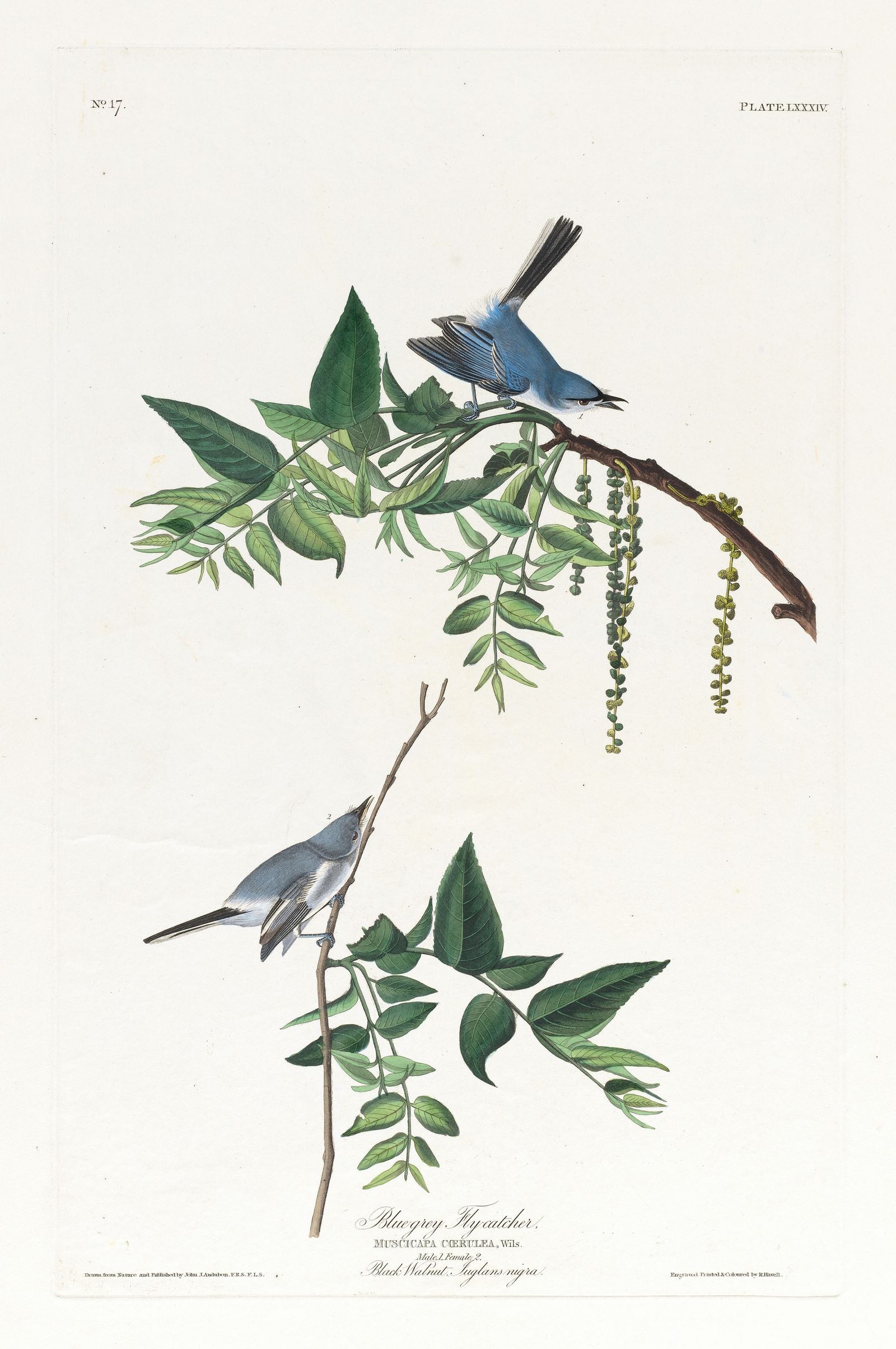 Blue-grey flycatcher (1827–1838)