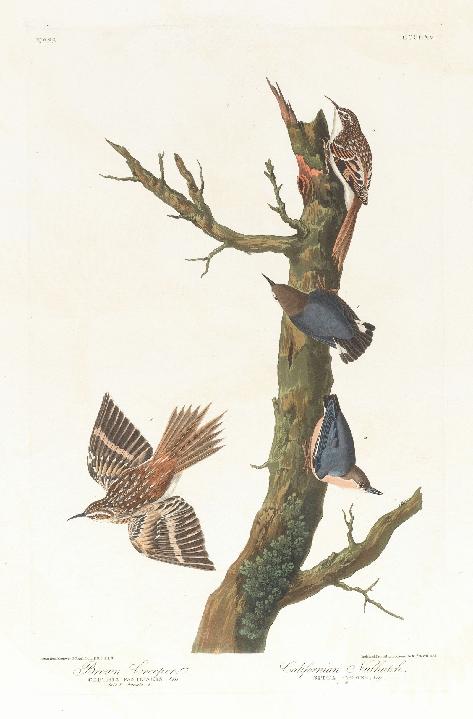 Brown creeper. Californian nuthatch (1827–1838)