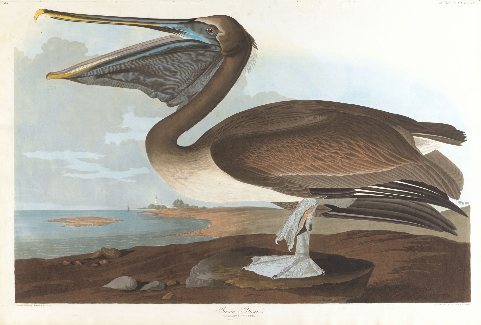 Brown pelican (1827–1838)