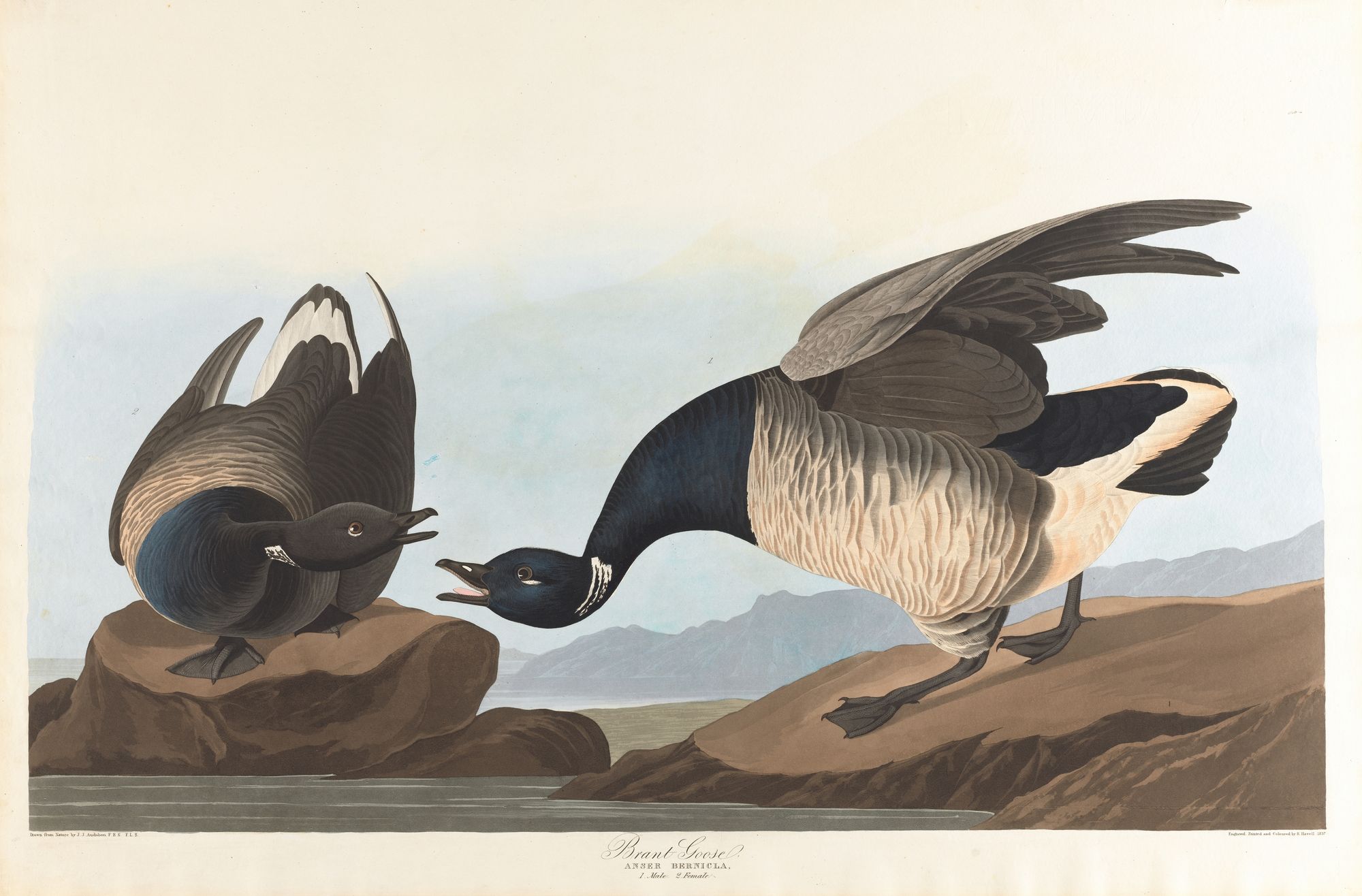 Brant goose (1827–1838)