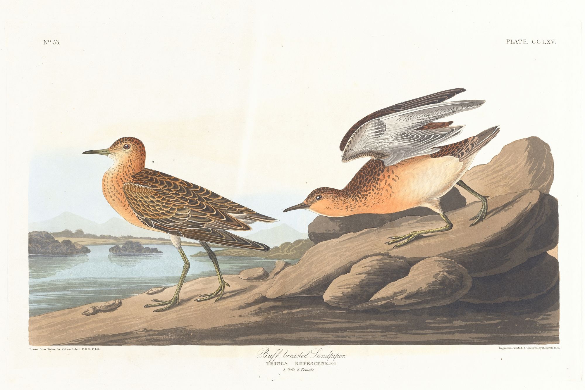 Buff breasted sandpiper (1827–1838)