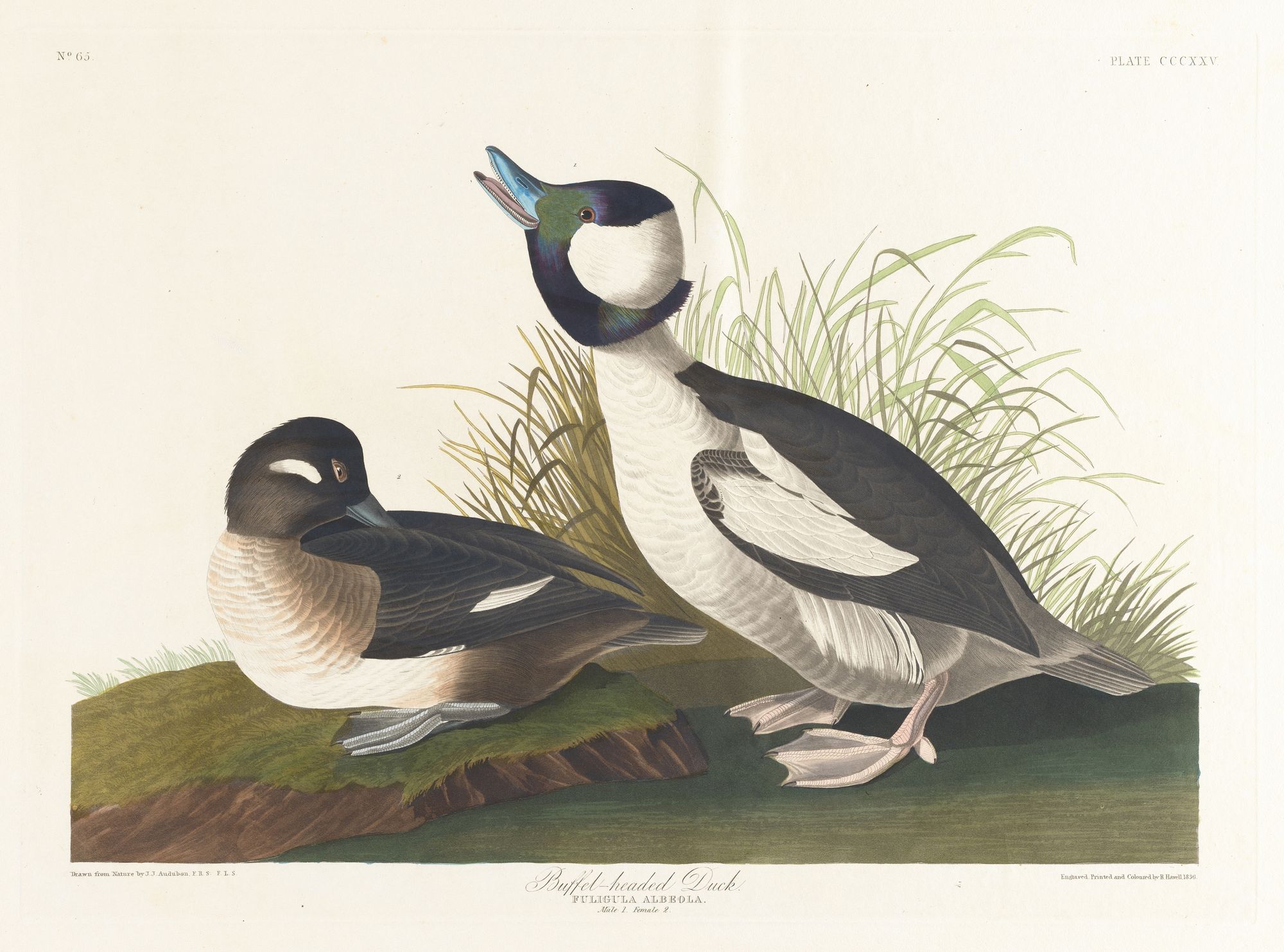 Buffet-headed duck (1827–1838)