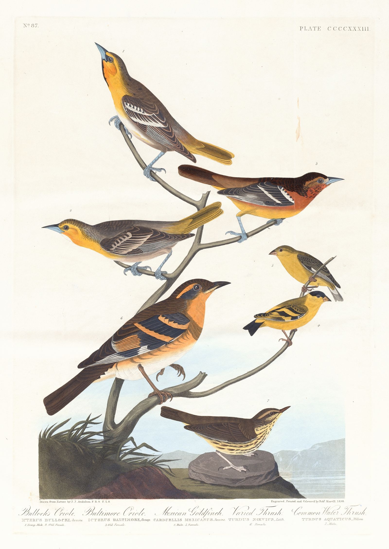 Bullock’s oriole. Baltimore oriole. Mexican goldfinch. Varied thrush. Common water thrush (1827–1838)