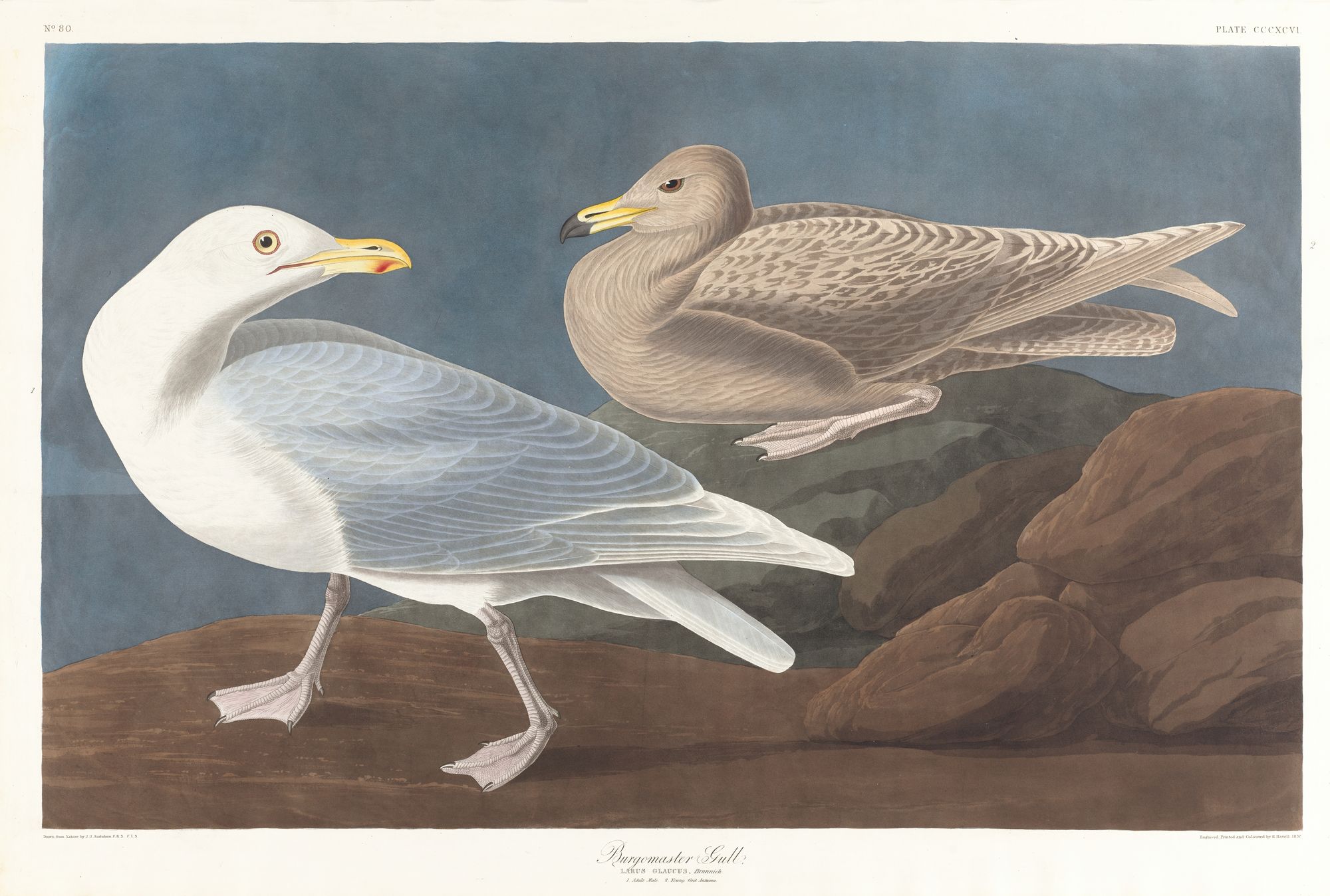 Burgomaster gull (1827–1838)