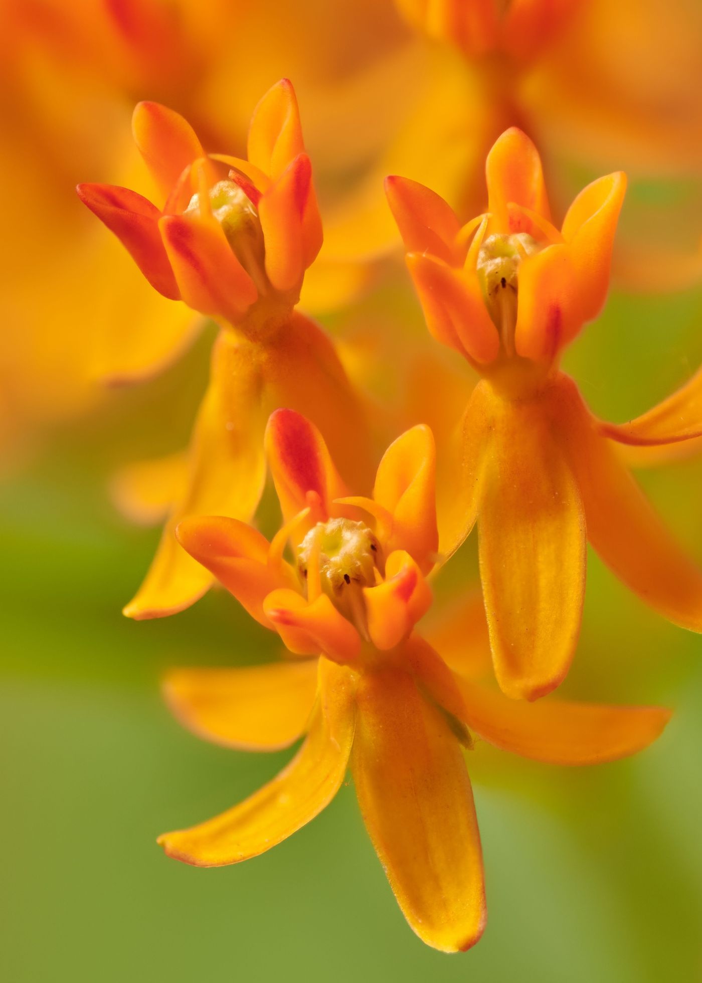 butterfly-weed-framer-gallery-wall-art-prints