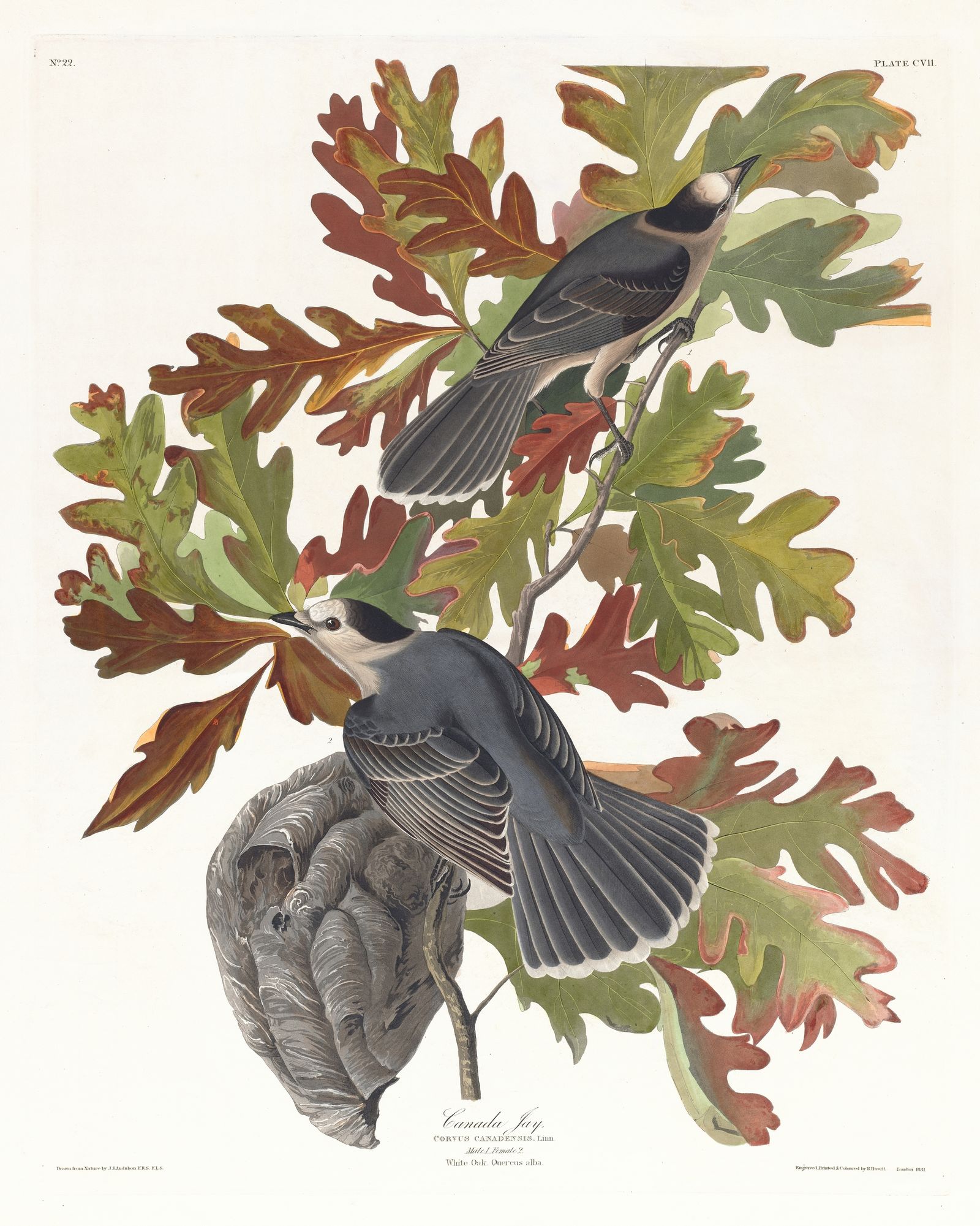 Canada jay (1827–1838)