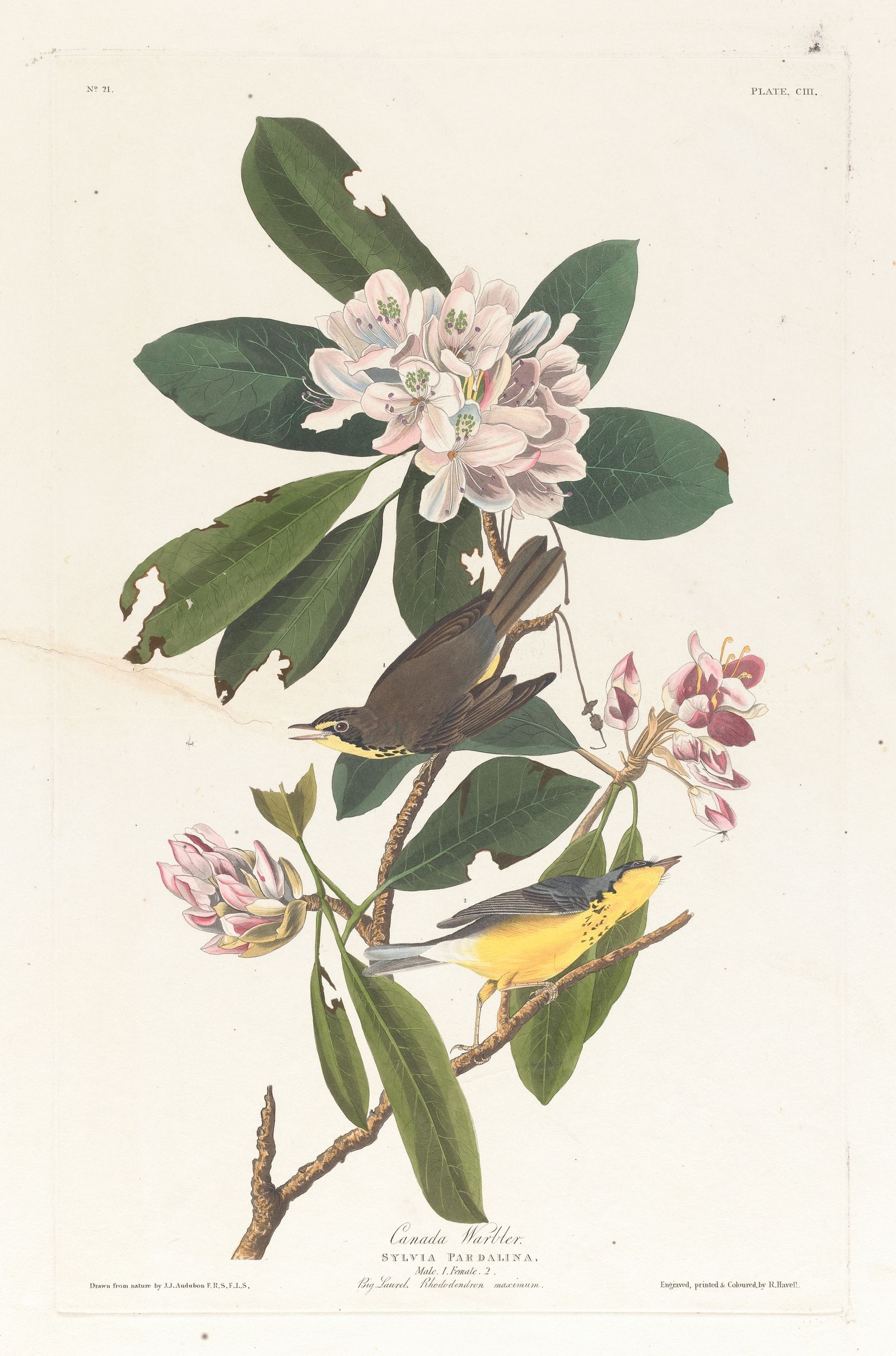 Canada warbler (1827–1838)
