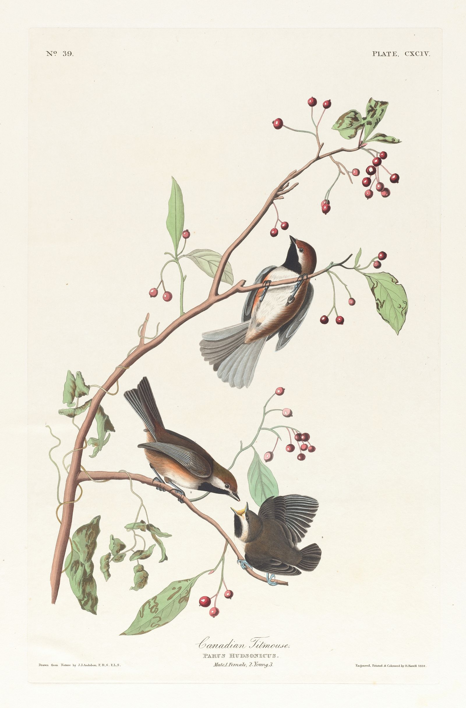 Canadian titmouse (1827–1838)