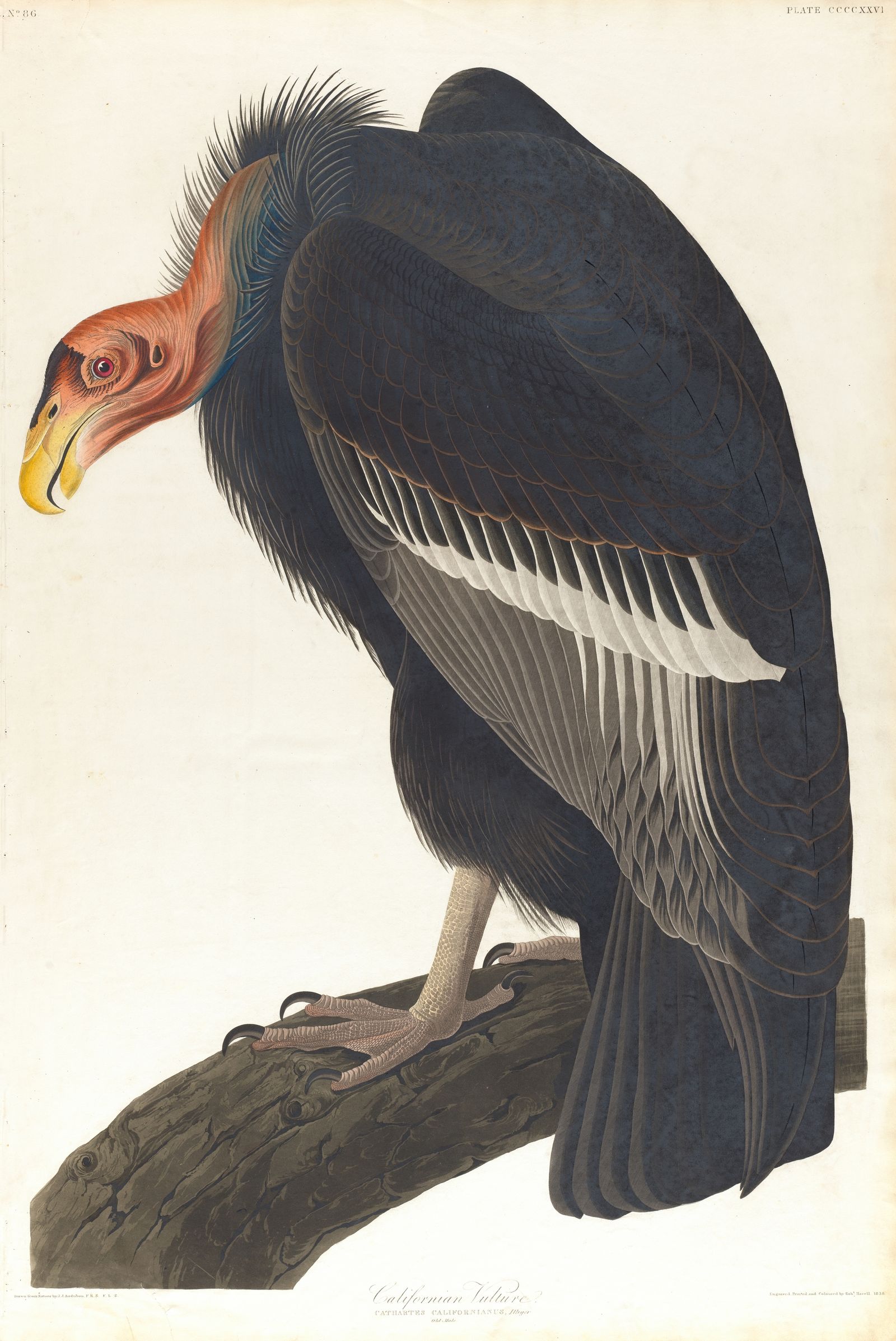 Californian vulture (1827–1838)